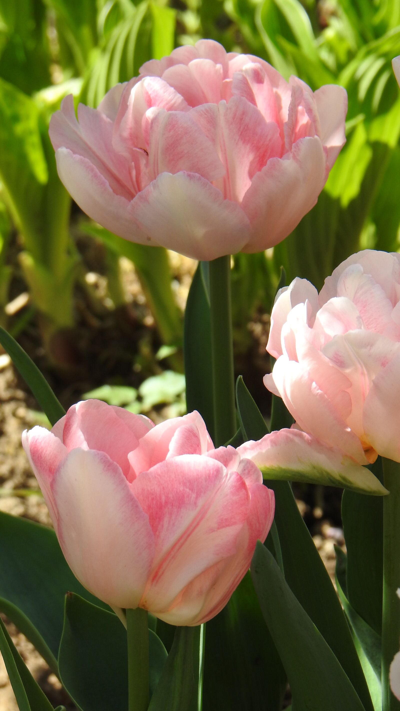 Nikon Coolpix P900 sample photo. Tulips, pink, spring photography