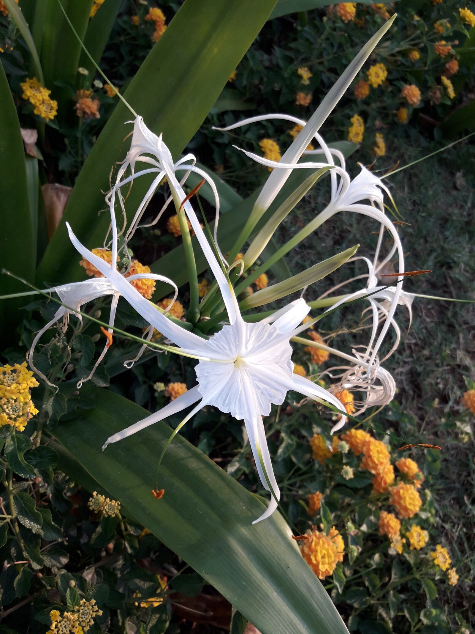 Samsung Galaxy J7 Neo sample photo. Spider lily, flower, flora photography