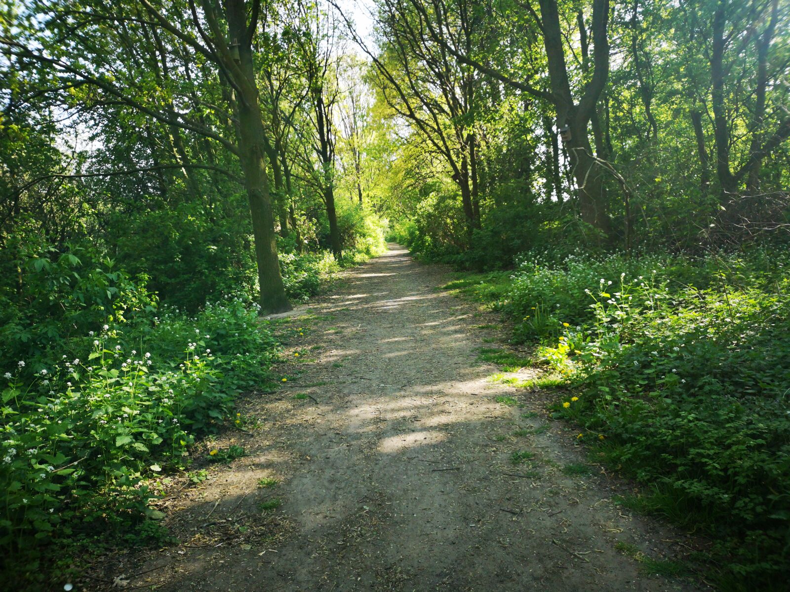 HUAWEI CLT-L29 sample photo. Forest, sun, landscape photography