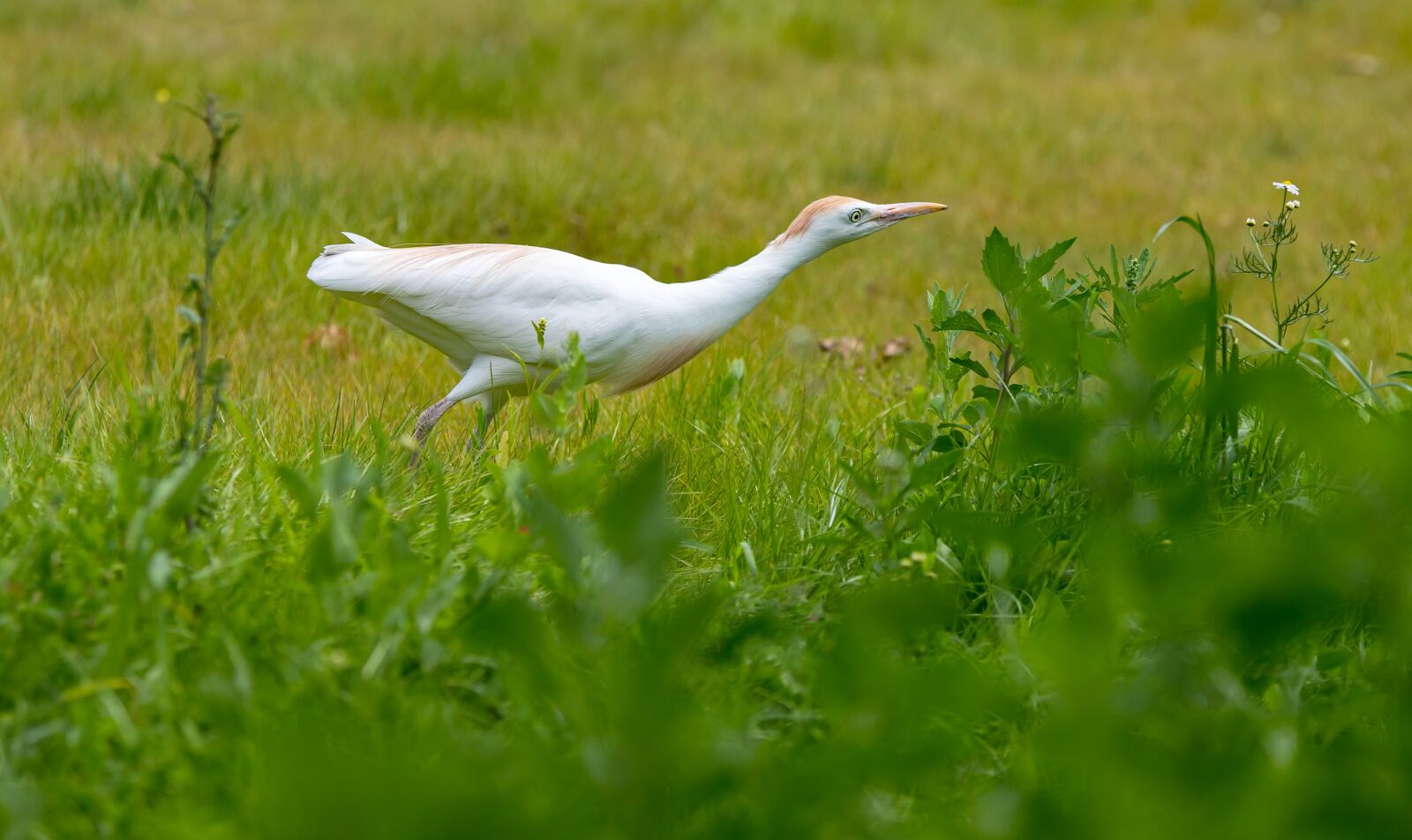 Canon EOS 6D Mark II sample photo. Cattle egret, birds, nature photography