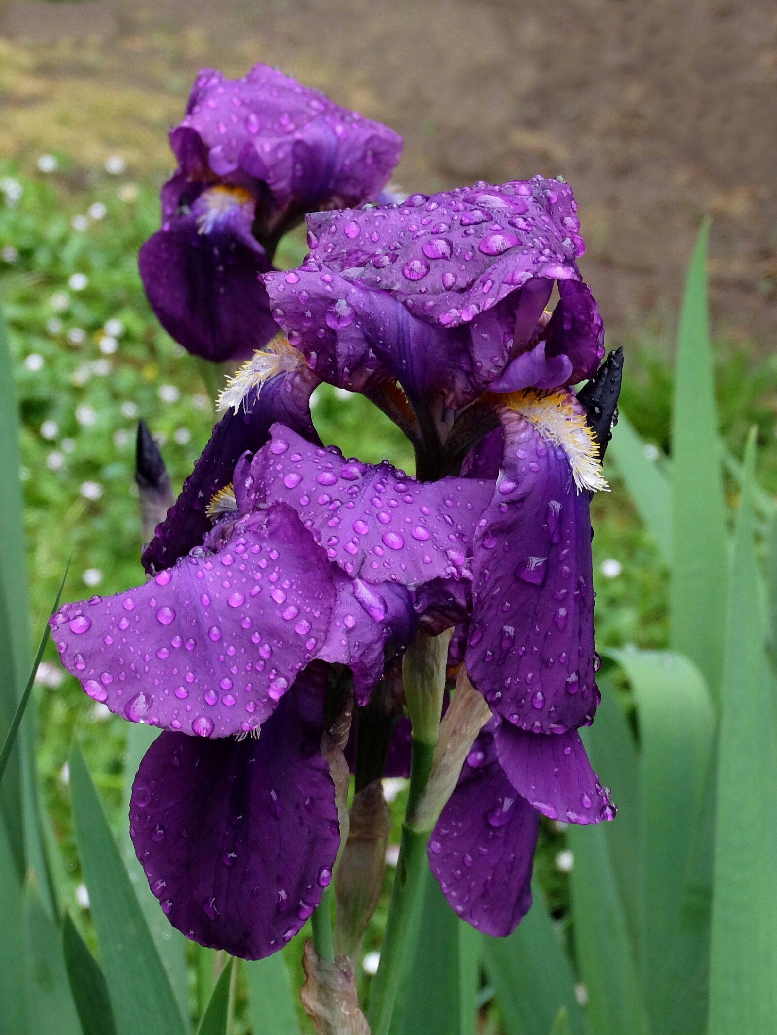 Fujifilm XQ1 sample photo. Iris, violet, flower photography