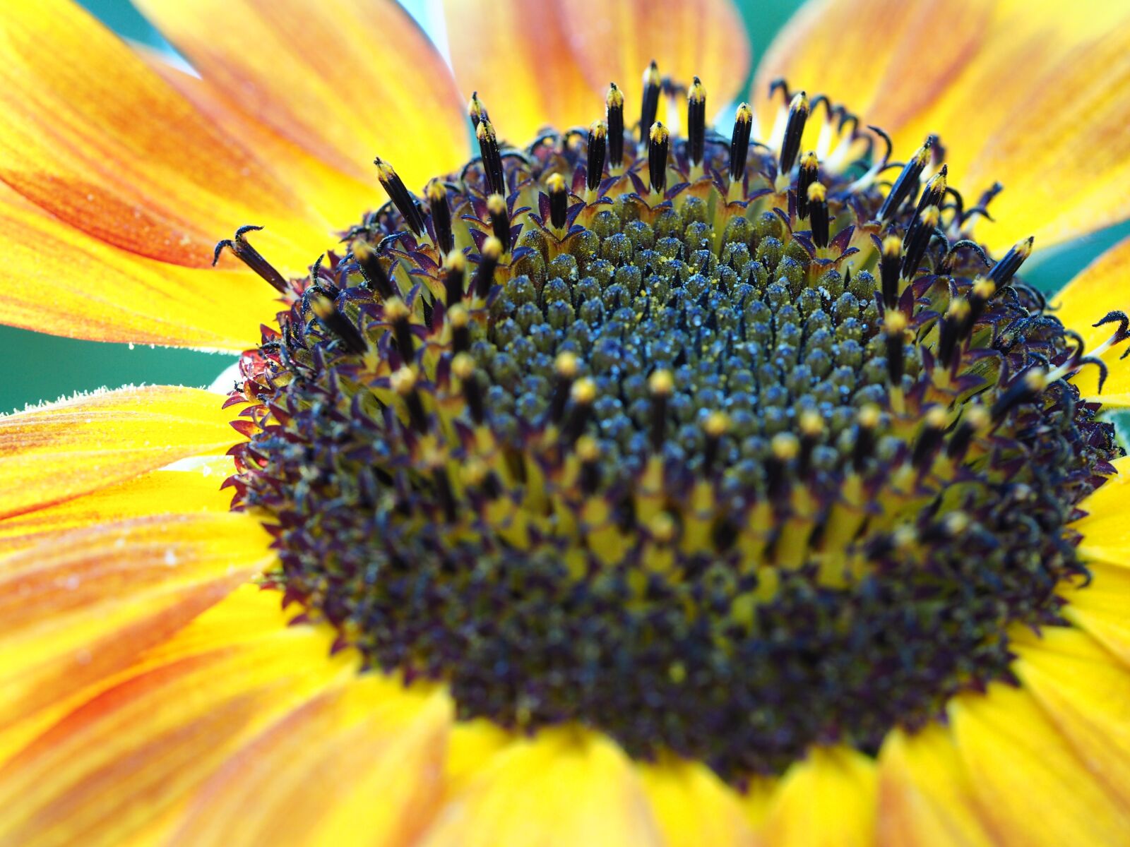 Olympus PEN E-PL7 + Olympus M.Zuiko Digital ED 60mm F2.8 Macro sample photo. Sunflower, yellow, nature photography