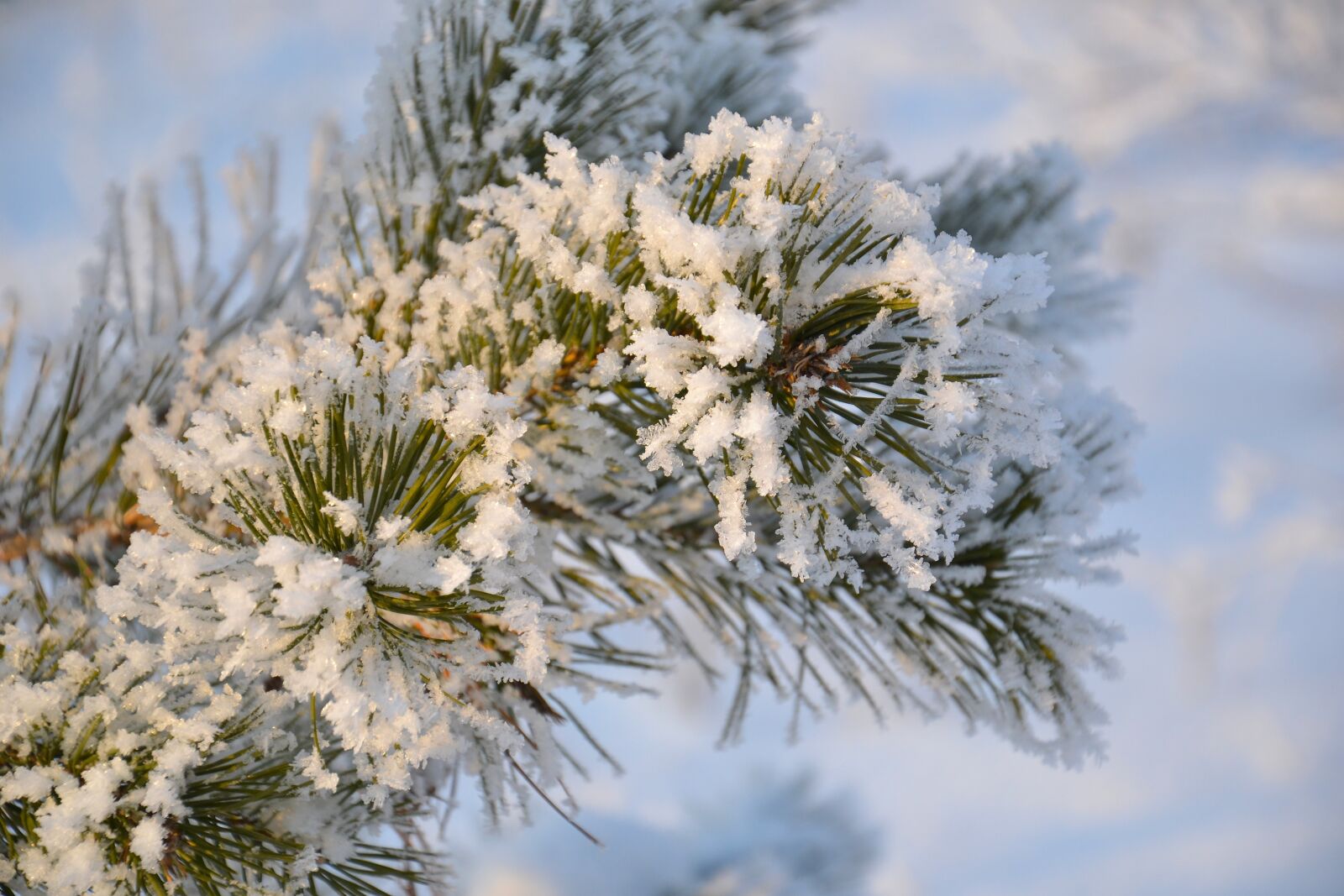 Nikon D3100 sample photo. Pine, tree, nature photography