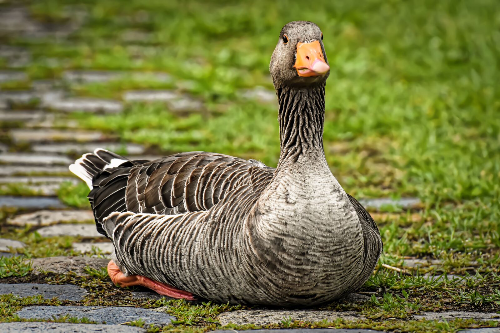 Nikon D7200 sample photo. Goose, water bird, attention photography