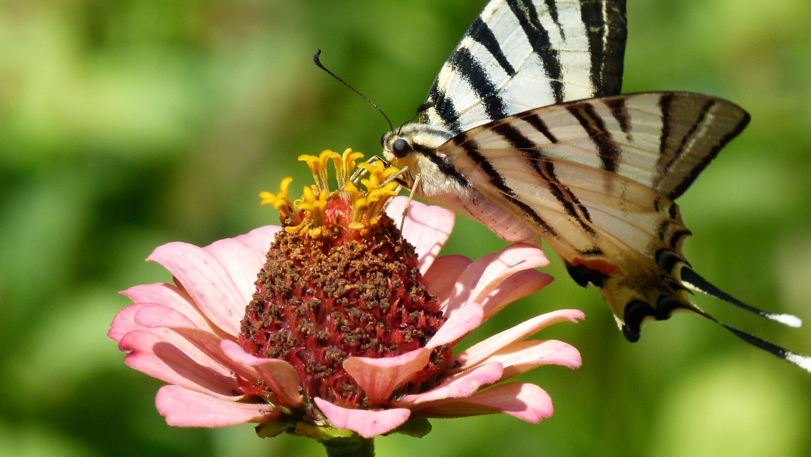 Panasonic Lumix DMC-FZ100 sample photo. Butterfly, flower, nature photography