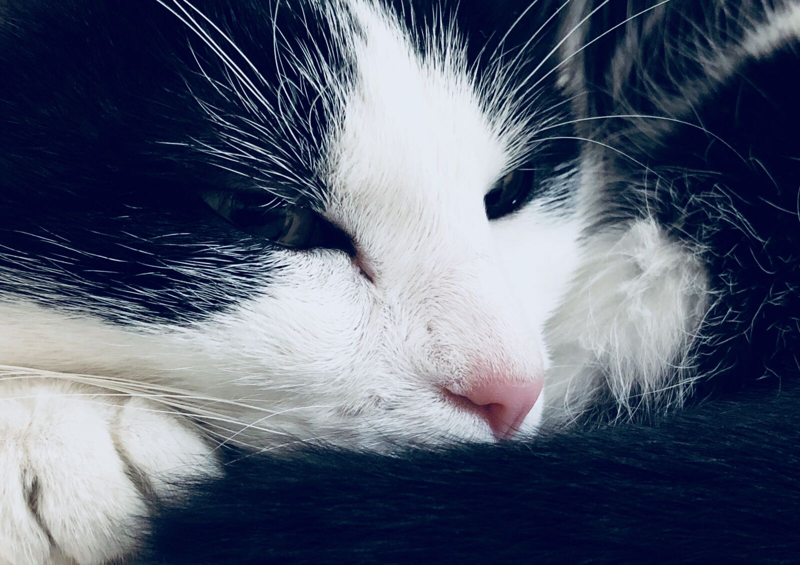 iPhone X back dual camera 4mm f/1.8 sample photo. Cat, animal, pet photography