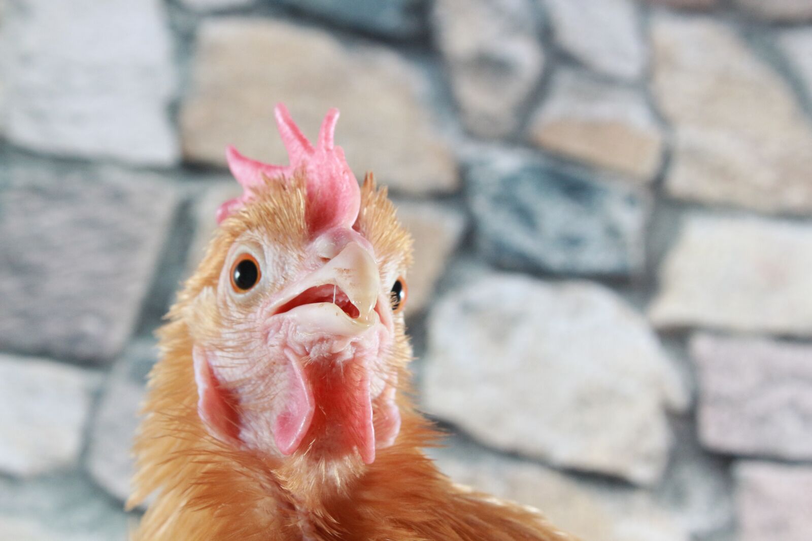 Canon EOS 700D (EOS Rebel T5i / EOS Kiss X7i) + Canon EF-S 18-55mm F3.5-5.6 IS sample photo. Chicken, feather, close photography