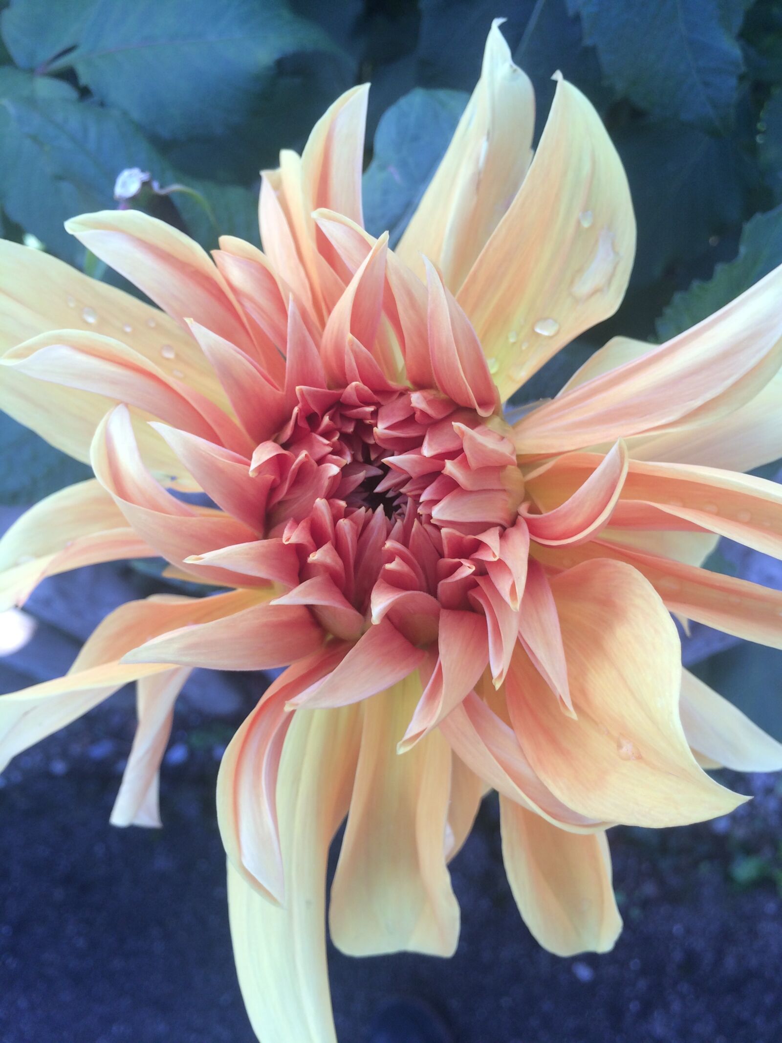 iPhone 5s back camera 4.15mm f/2.2 sample photo. Flower, dahlia, plant photography