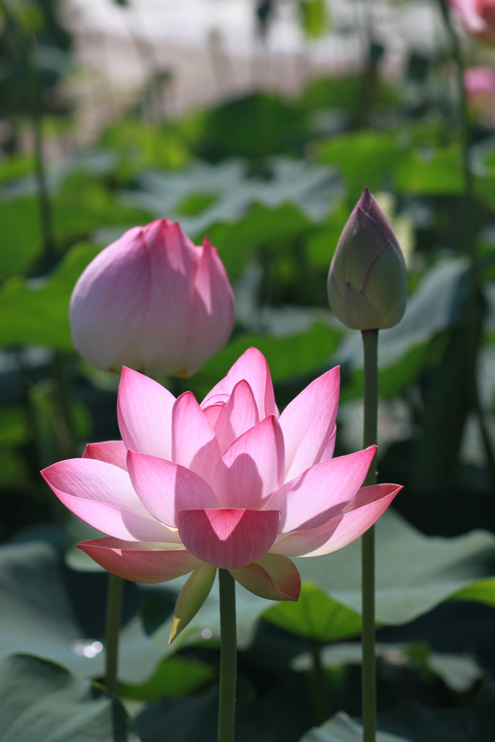 Canon EOS 500D (EOS Rebel T1i / EOS Kiss X3) sample photo. Kite, lotus, nature photography