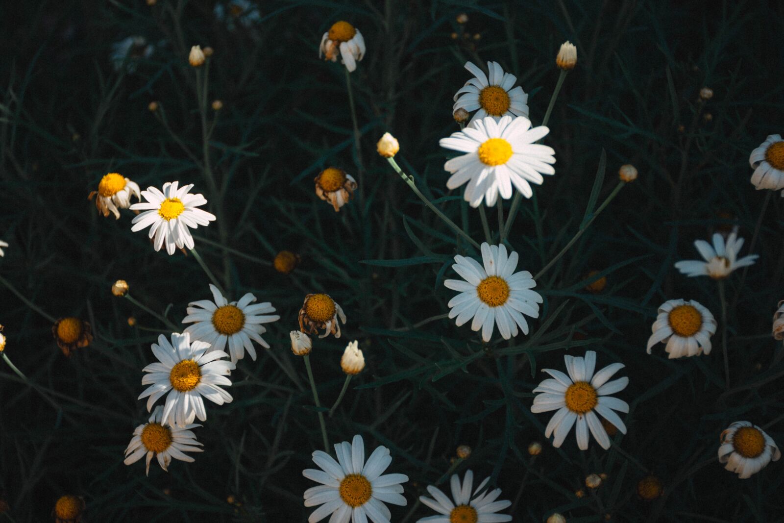 Nikon D7200 sample photo. Chamomiles, camomiles, flowers photography