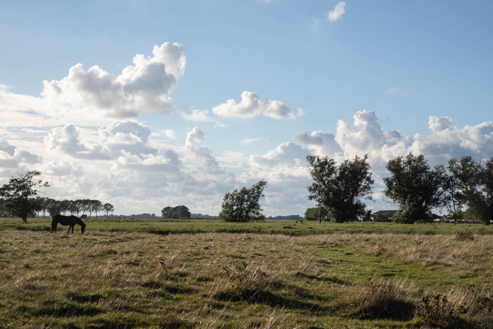 Canon EOS 6D Mark II sample photo. Clouds, cloudy sky, pasture photography