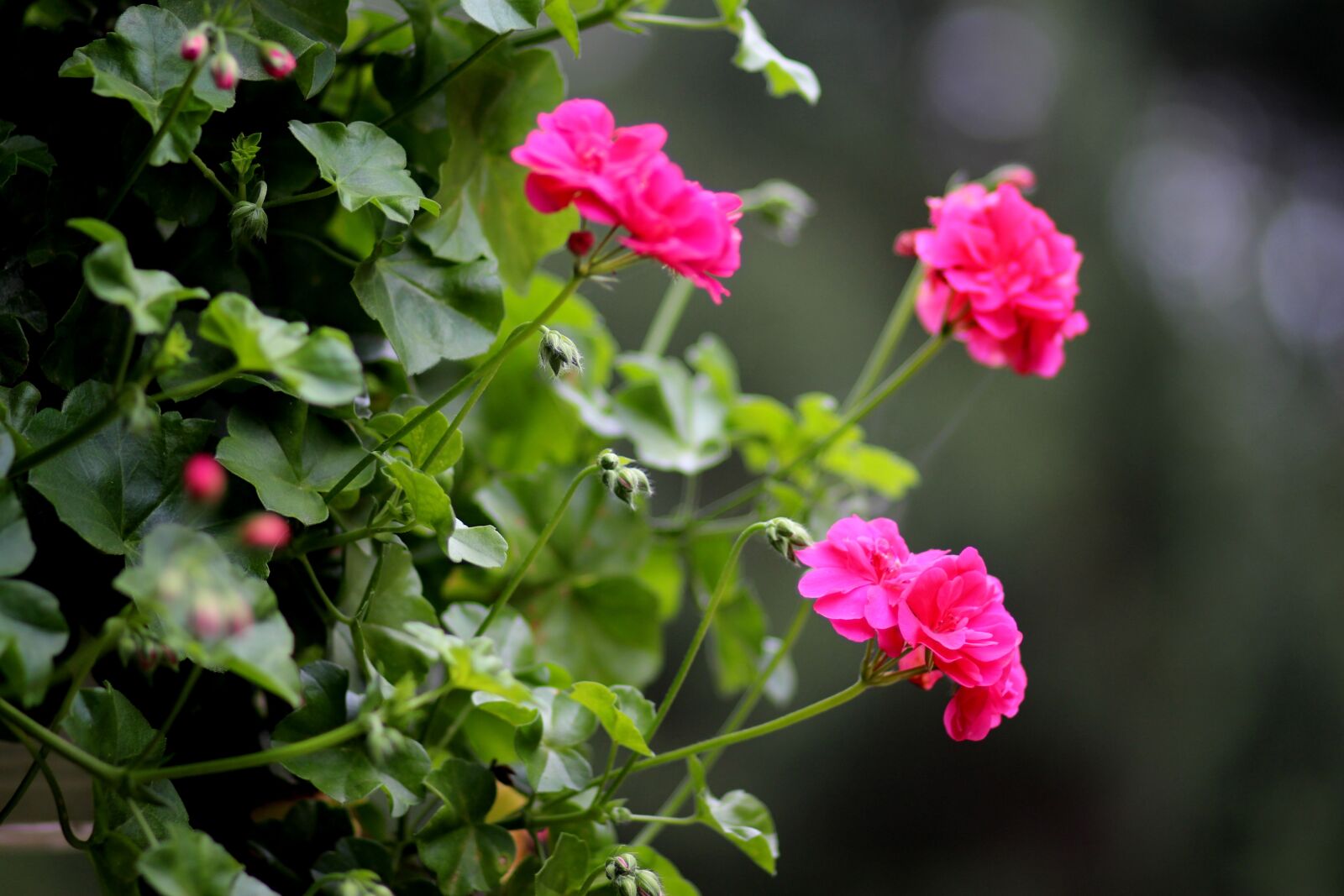 Canon EOS 700D (EOS Rebel T5i / EOS Kiss X7i) + Canon EF 85mm F1.8 USM sample photo. Geranium, flower, pink photography