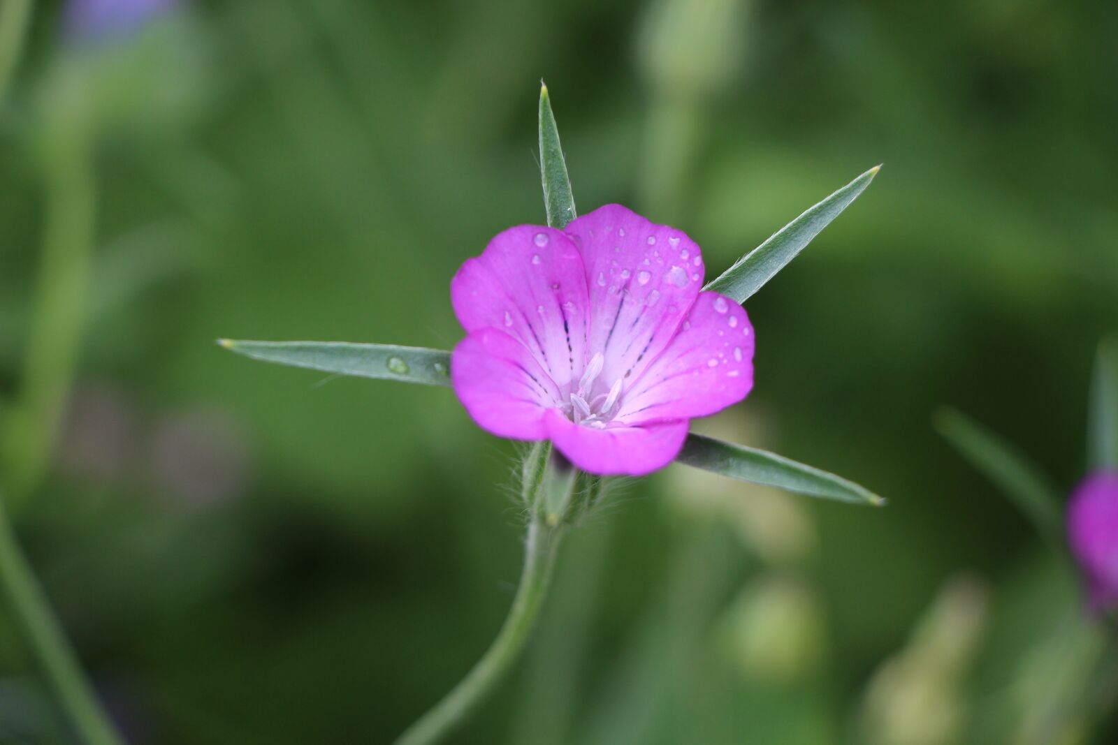 Canon EOS 700D (EOS Rebel T5i / EOS Kiss X7i) sample photo. Flower, blossom, bloom photography