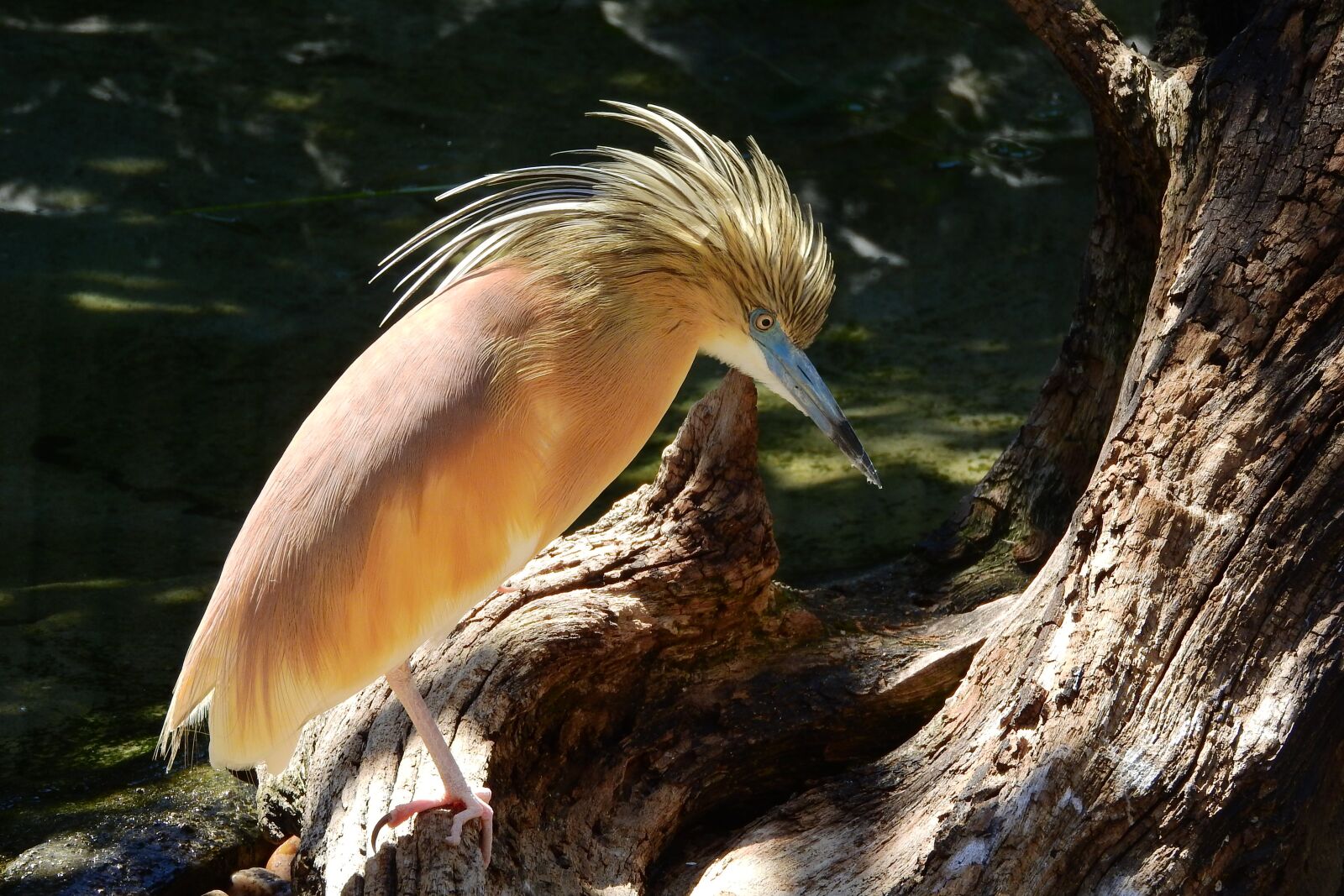 Nikon Coolpix P610 sample photo. Heron hairy, ardeola ralloides photography