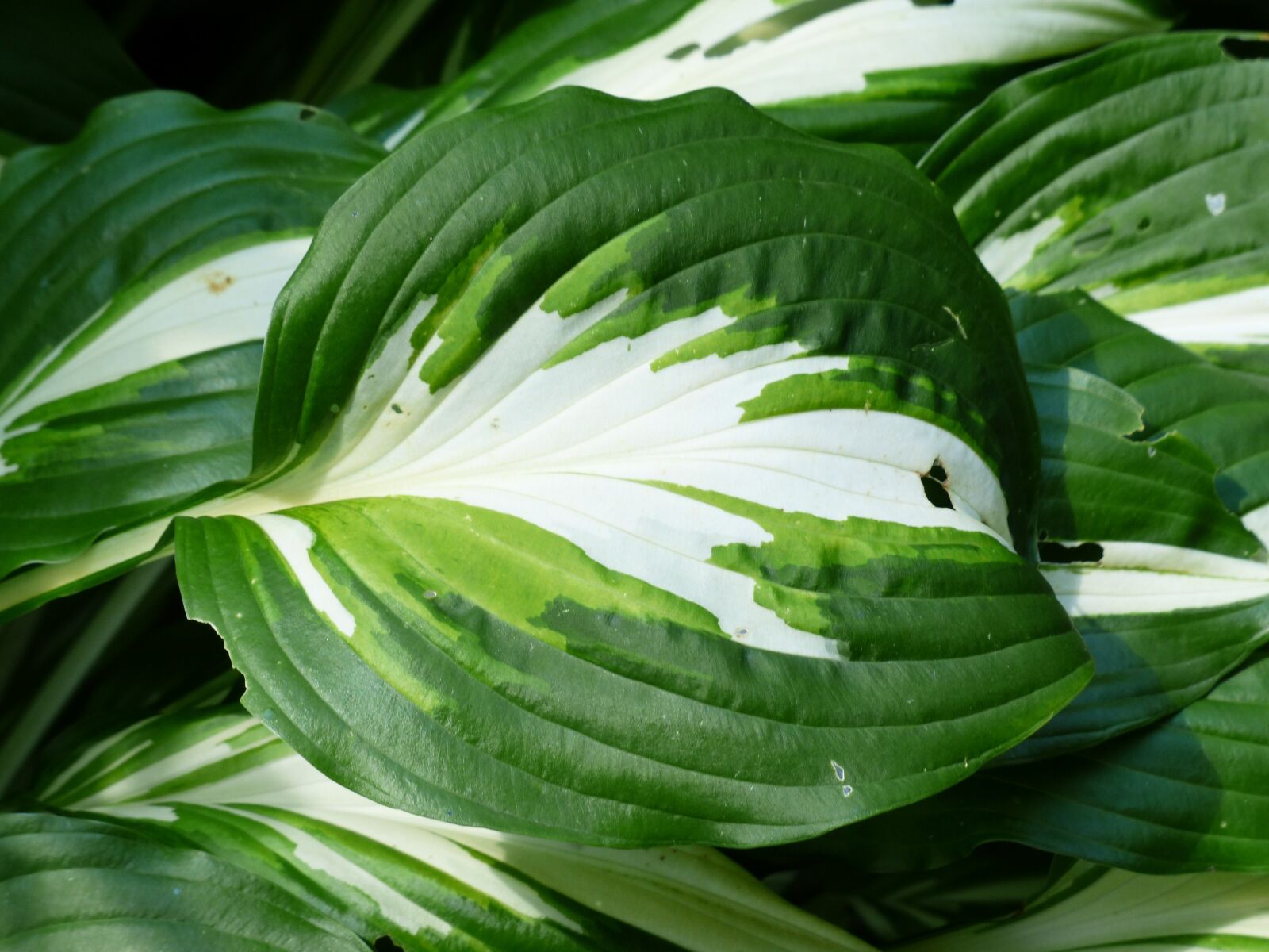 Panasonic Lumix DMC-FZ200 sample photo. Leaf, green, white photography