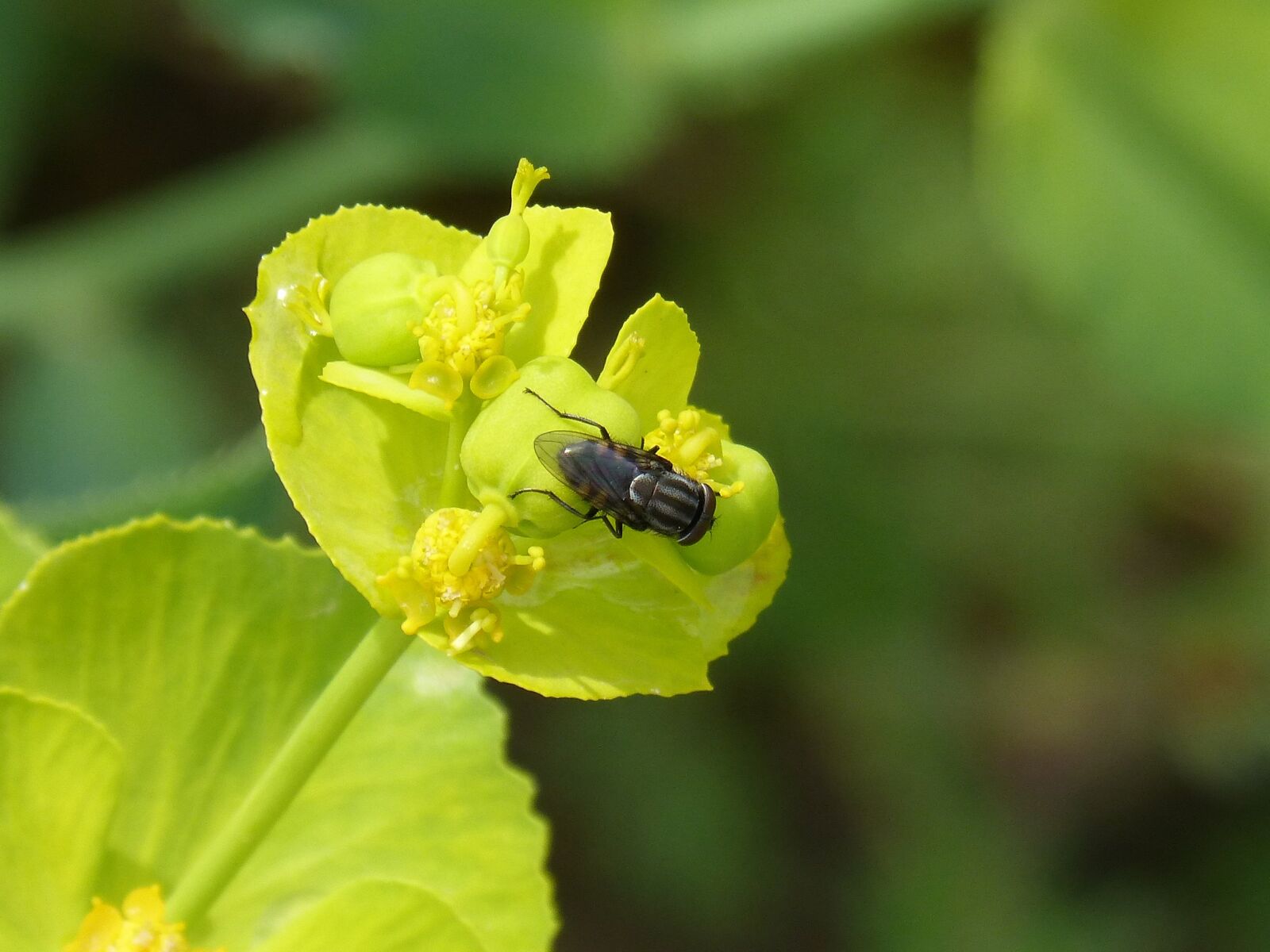 Panasonic DMC-FZ62 sample photo. Diptera, insect, fly fishing photography