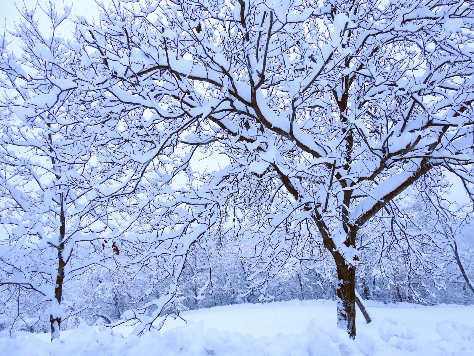 Nikon Coolpix P900 sample photo. Winter, snow, brina photography