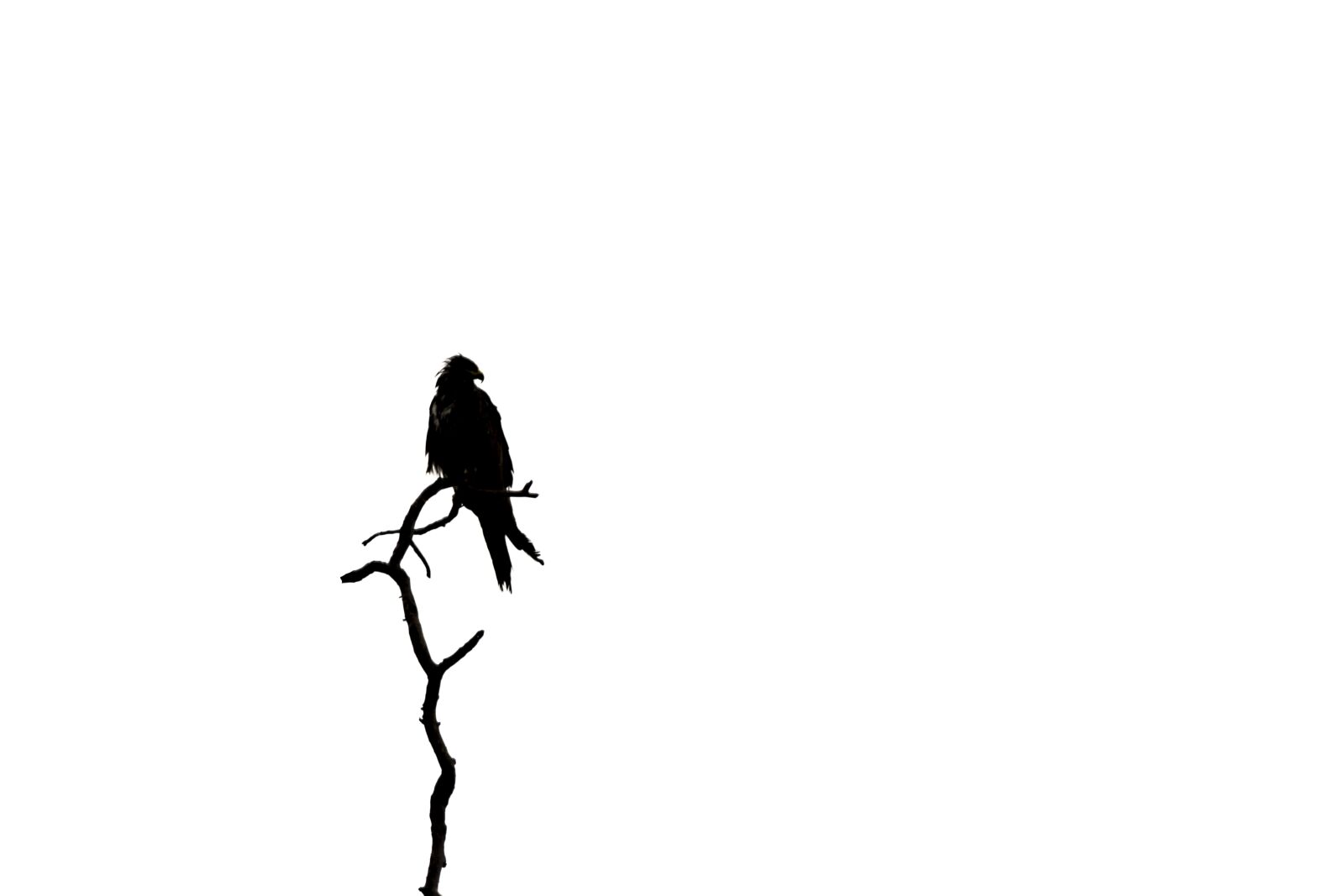 Nikon D3300 sample photo. Silhouette, bird, nature photography