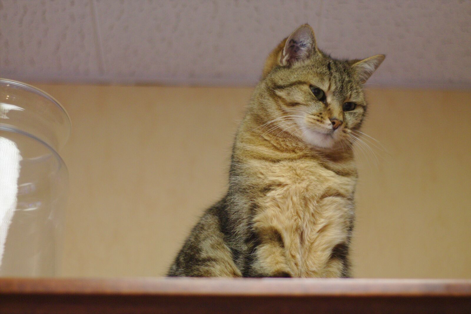 Canon EOS 1100D (EOS Rebel T3 / EOS Kiss X50) sample photo. Cat, tabby, predator photography