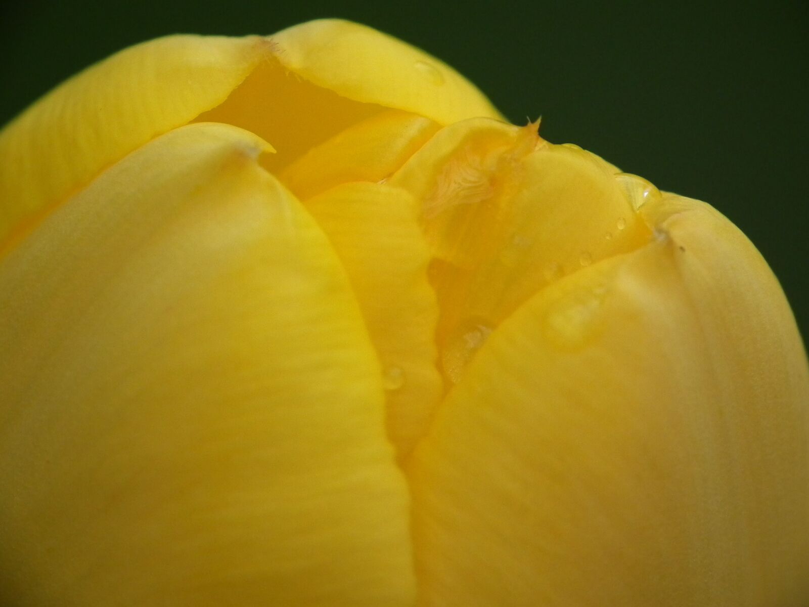 FujiFilm FinePix HS10 (FinePix HS11) sample photo. Tulip, yellow, flora photography