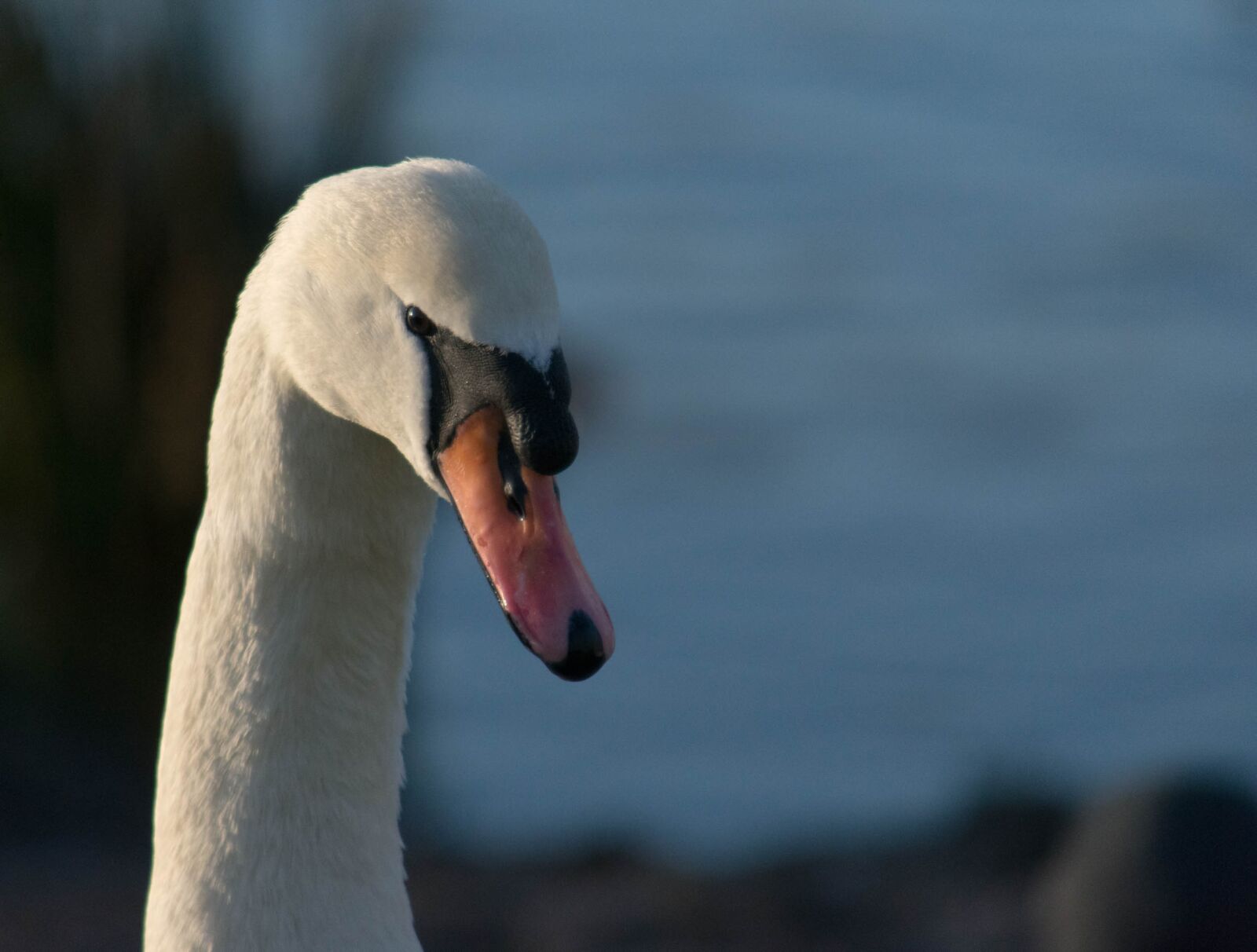 Nikon D3400 sample photo. Swan, nature, white photography