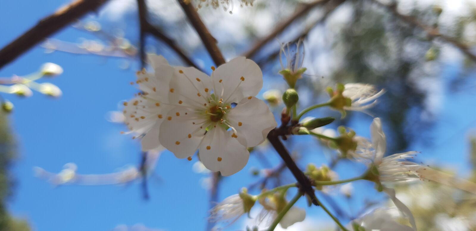 Samsung Galaxy S9+ sample photo. Flowers, summer, spring photography