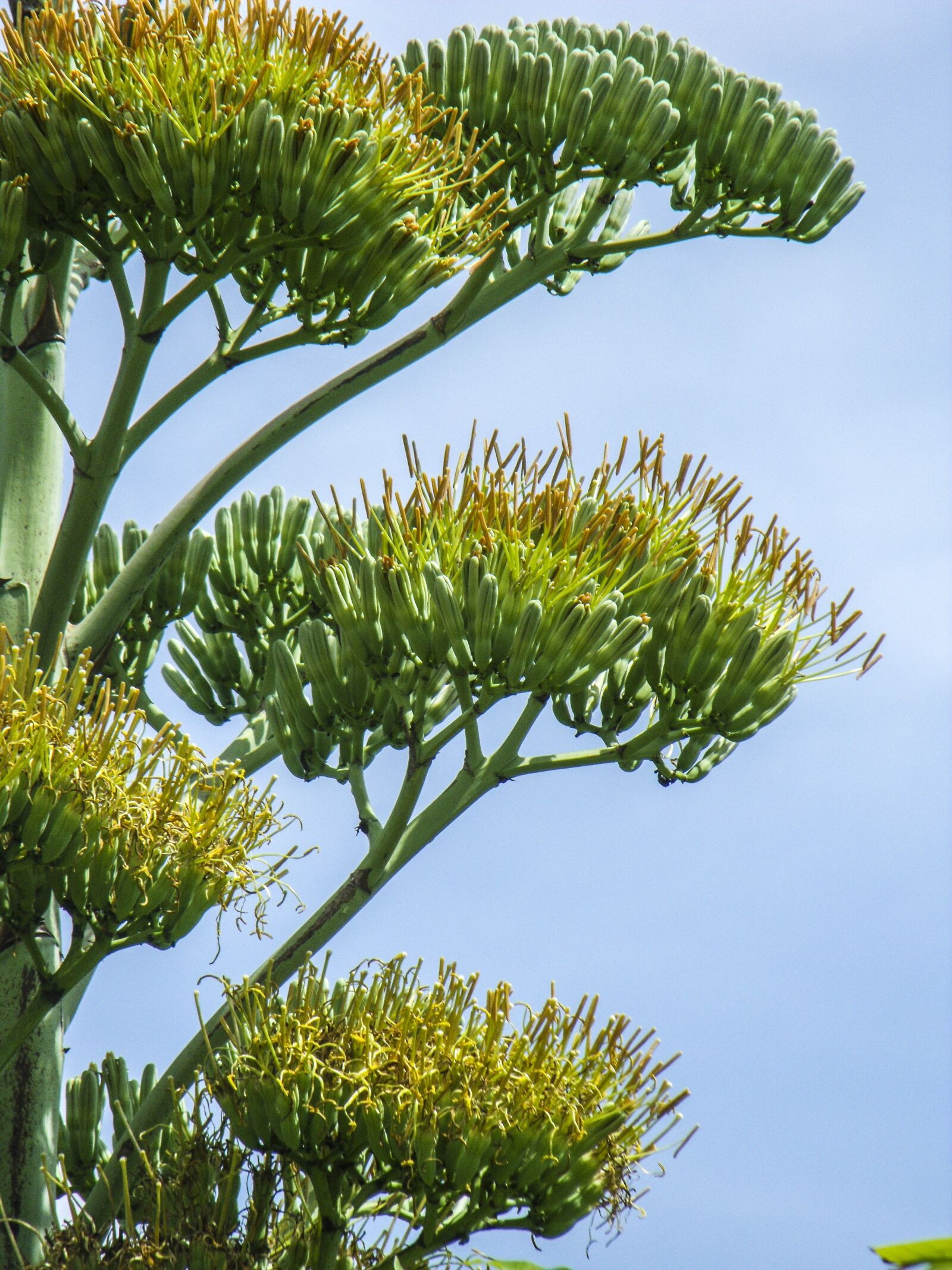 Fujifilm FinePix S1000fd sample photo. Agave flower, agave, blossom photography