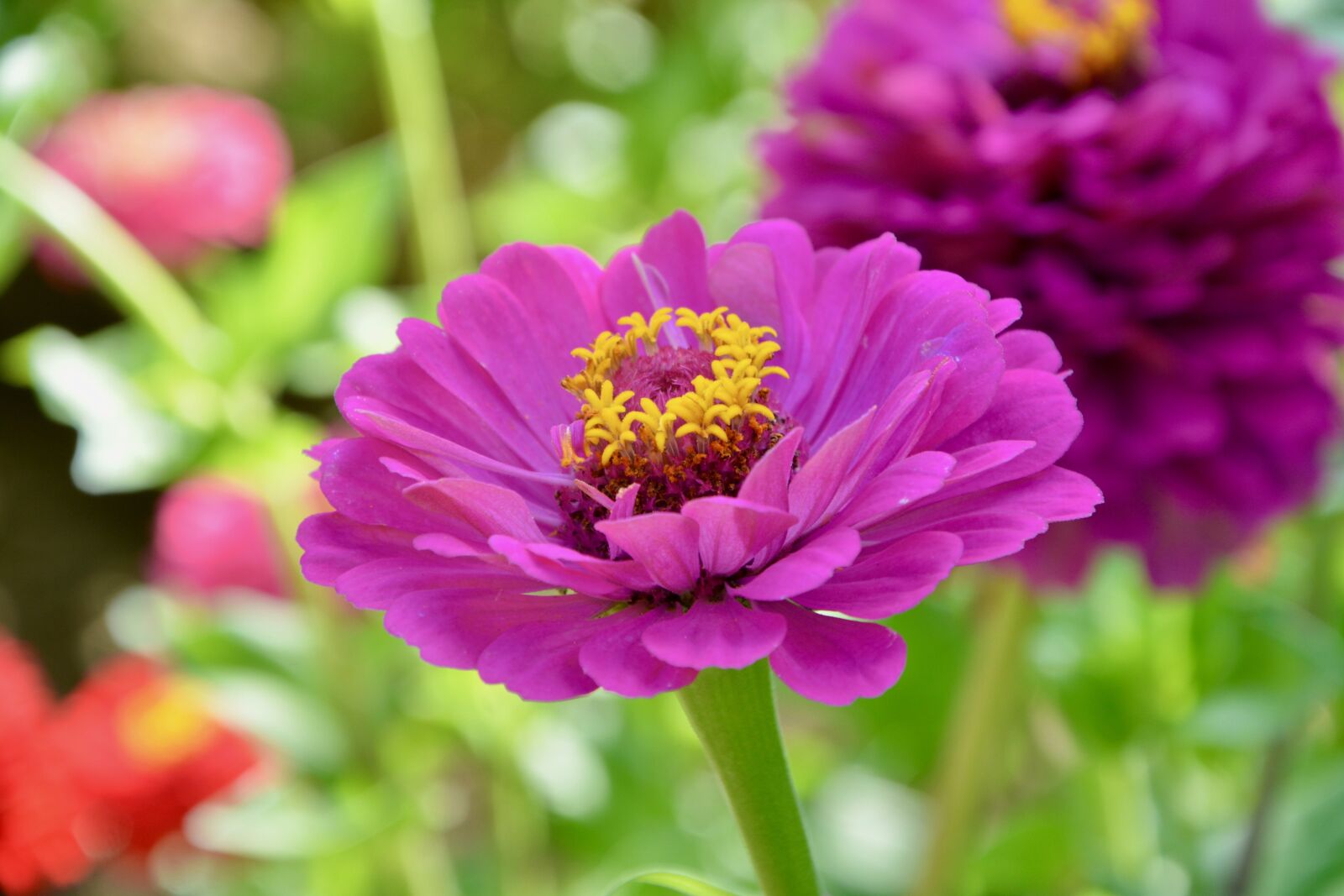 Nikon D5200 sample photo. Flower, plant, flower color photography