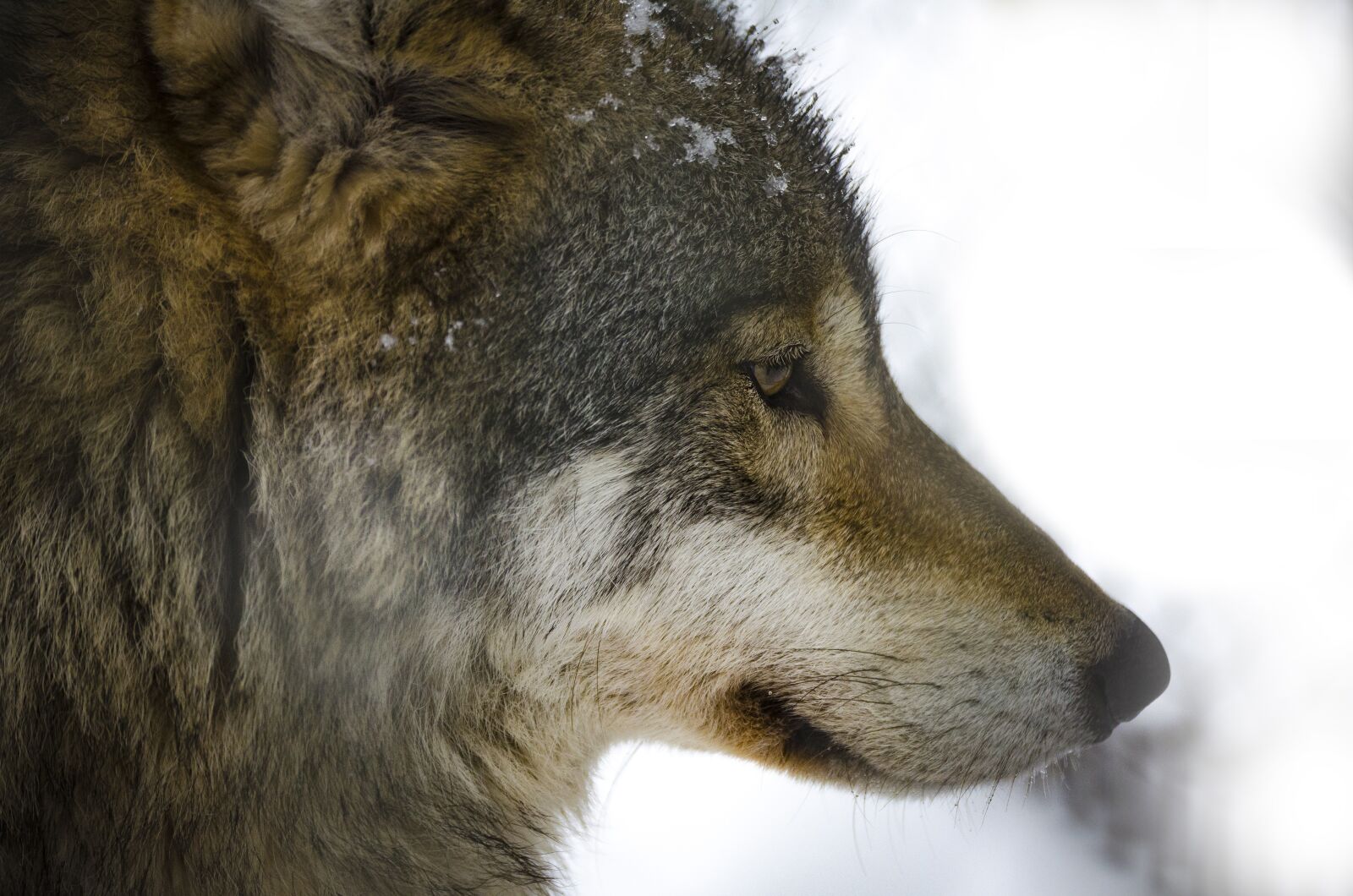 Nikon D7000 sample photo. Mammal, animal life, animals photography