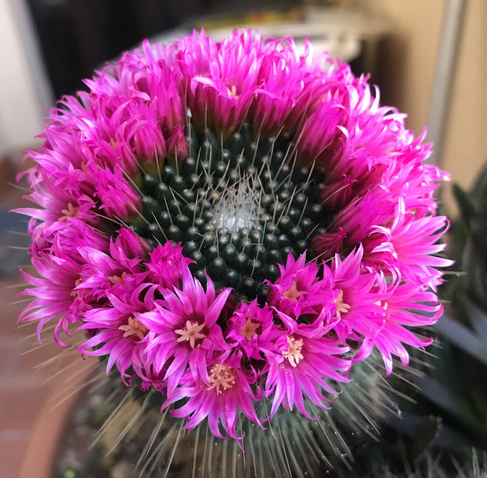 Apple iPhone 7 Plus sample photo. Cactus, flower, flora photography