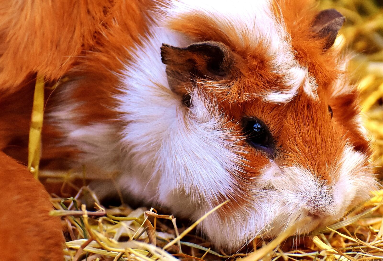 Nikon D7200 sample photo. Guinea pig, nager, cute photography