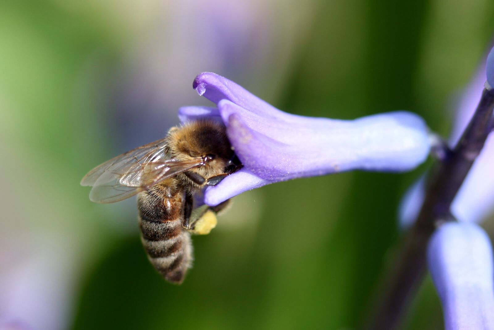 Canon EF-S 60mm F2.8 Macro USM sample photo. Hyacinth, bee, pollination photography