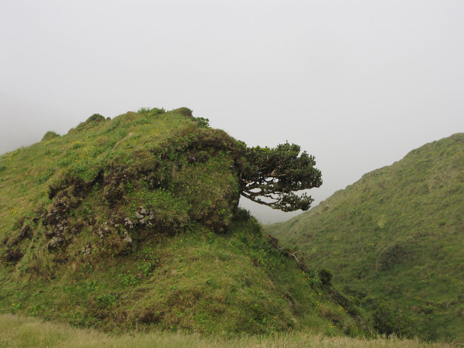 Canon PowerShot SX10 IS sample photo. Landscape, fog, green photography
