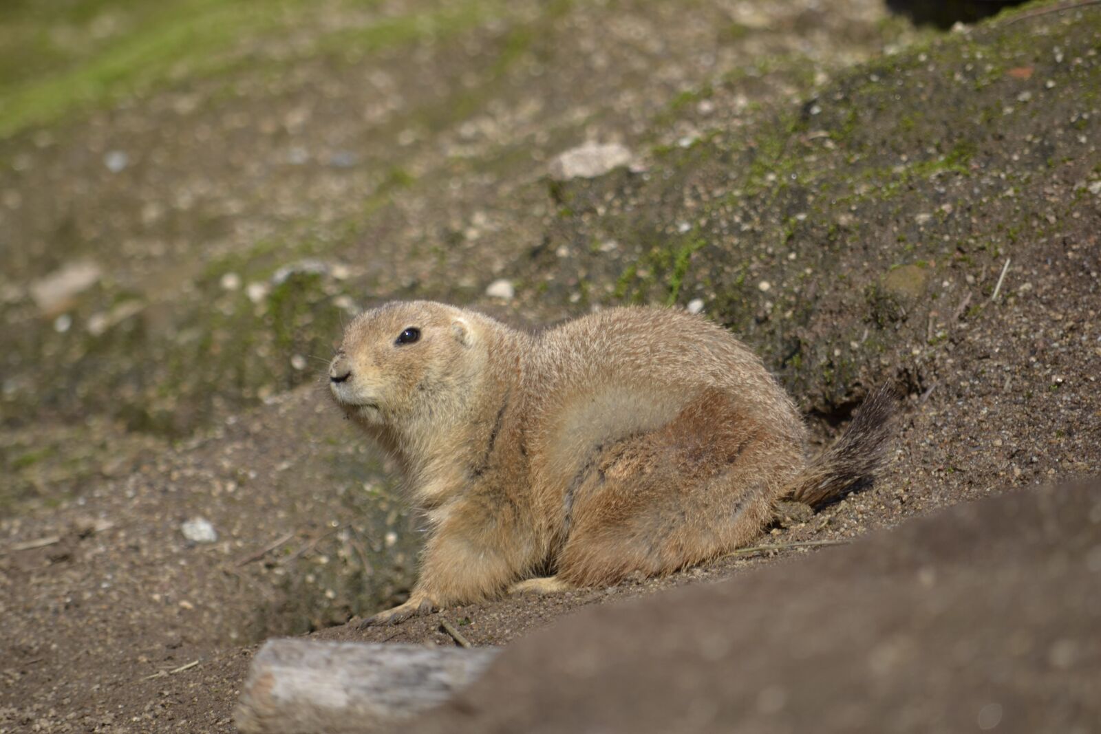 Nikon D3100 sample photo. Groundhog, prairiedog, zoo photography