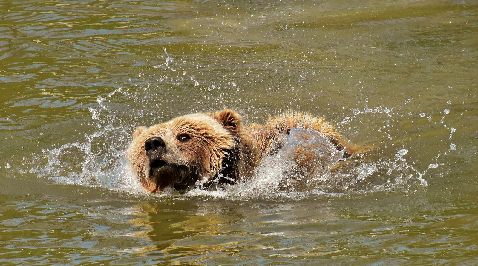 Nikon D7200 sample photo. European brown bear, brown photography