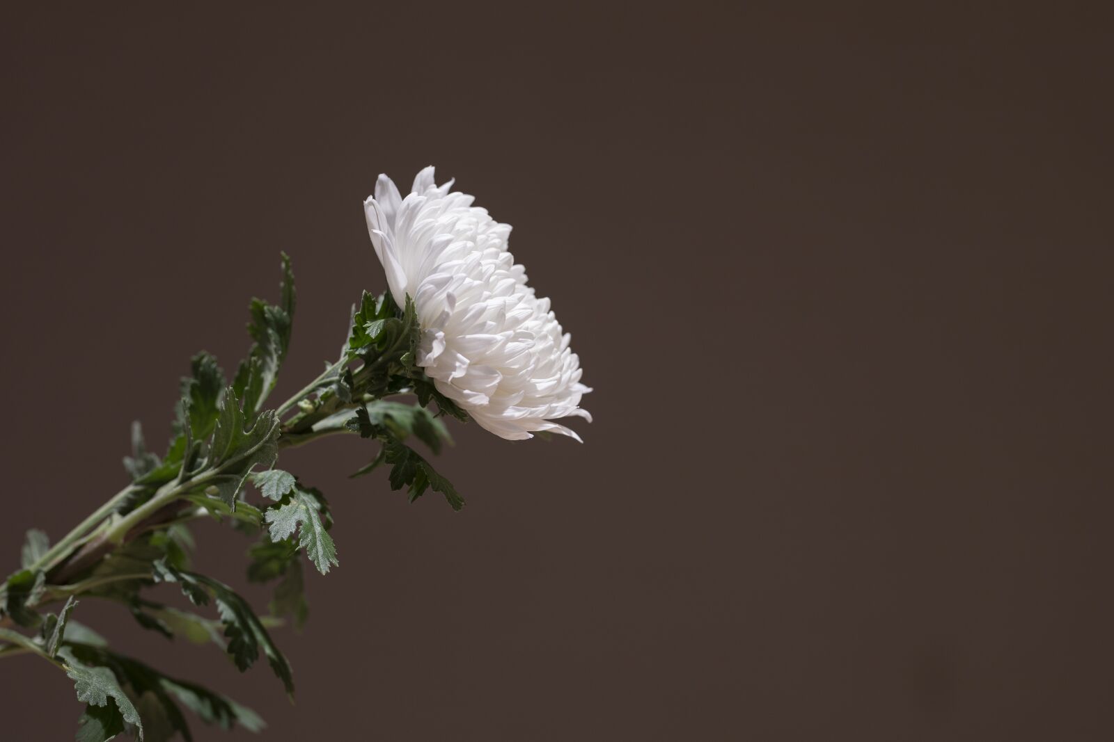 Sigma 85mm F1.4 DG HSM Art sample photo. Chrysanthemum, white chrysanthemum, wreath photography