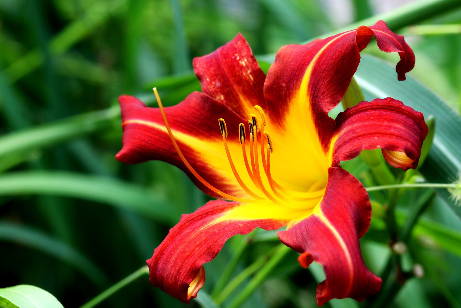 Canon EOS 7D Mark II sample photo. Daylily, flower, petals photography