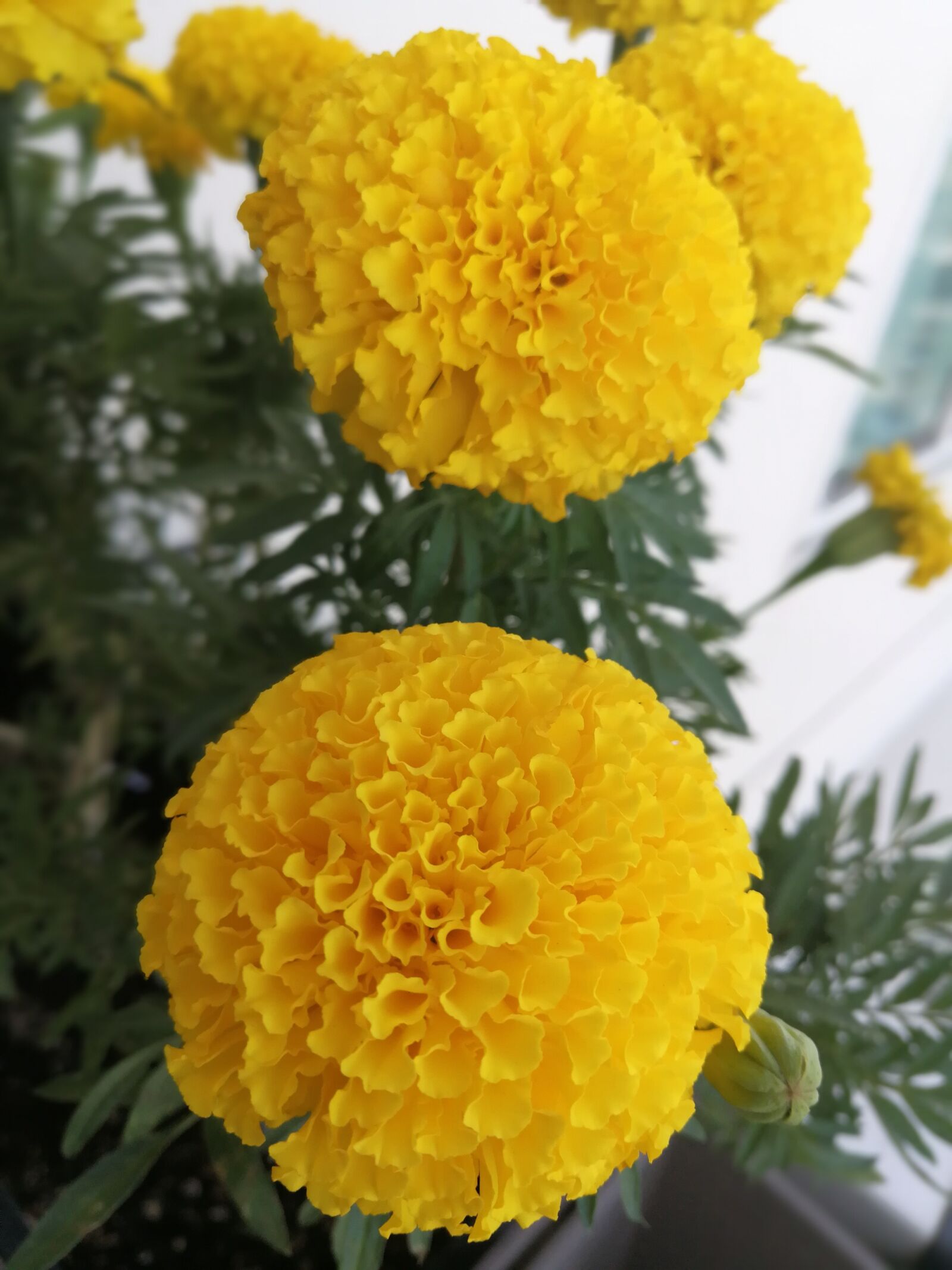 HUAWEI P10 Plus sample photo. Marigold, yellow flower, flowers photography