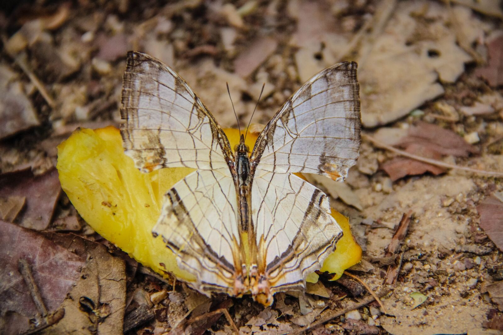 Canon EF-S 18-135mm F3.5-5.6 IS sample photo. Butterfly a simple map photography