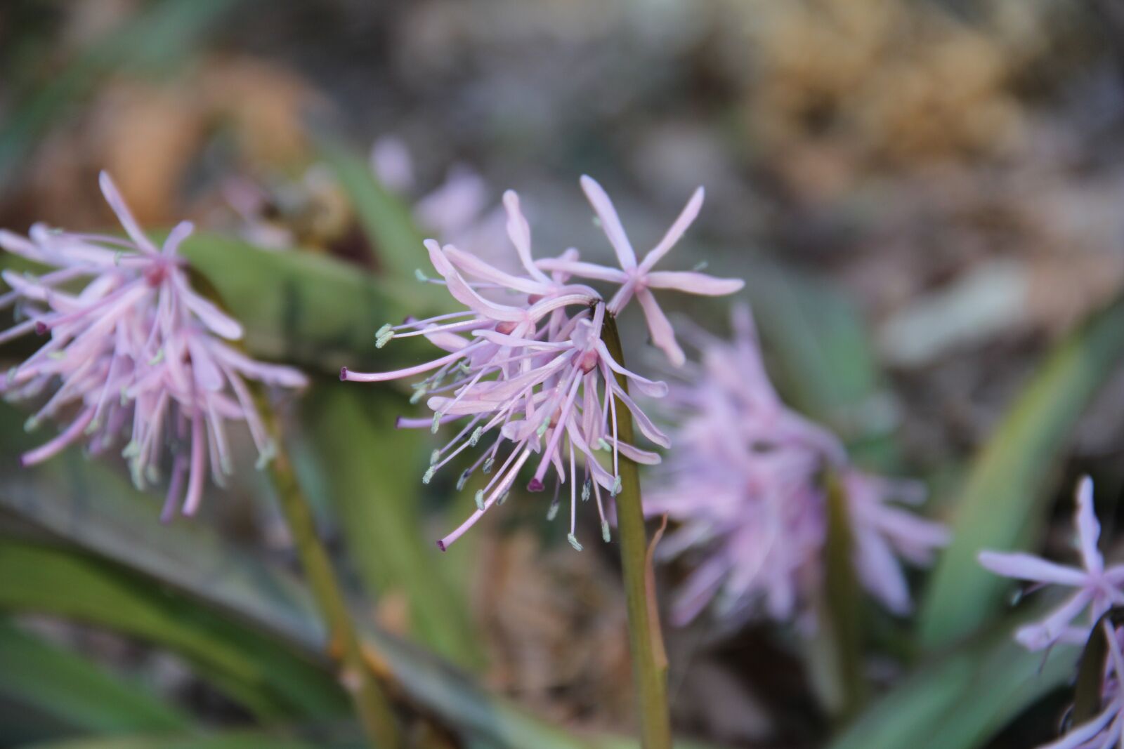 Canon EOS 60D sample photo. Nature, flora, flower photography