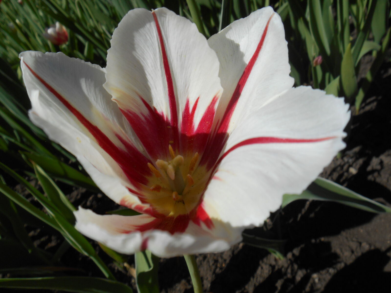 Nikon Coolpix S3500 sample photo. Absi, beautiful, flowers, blue photography