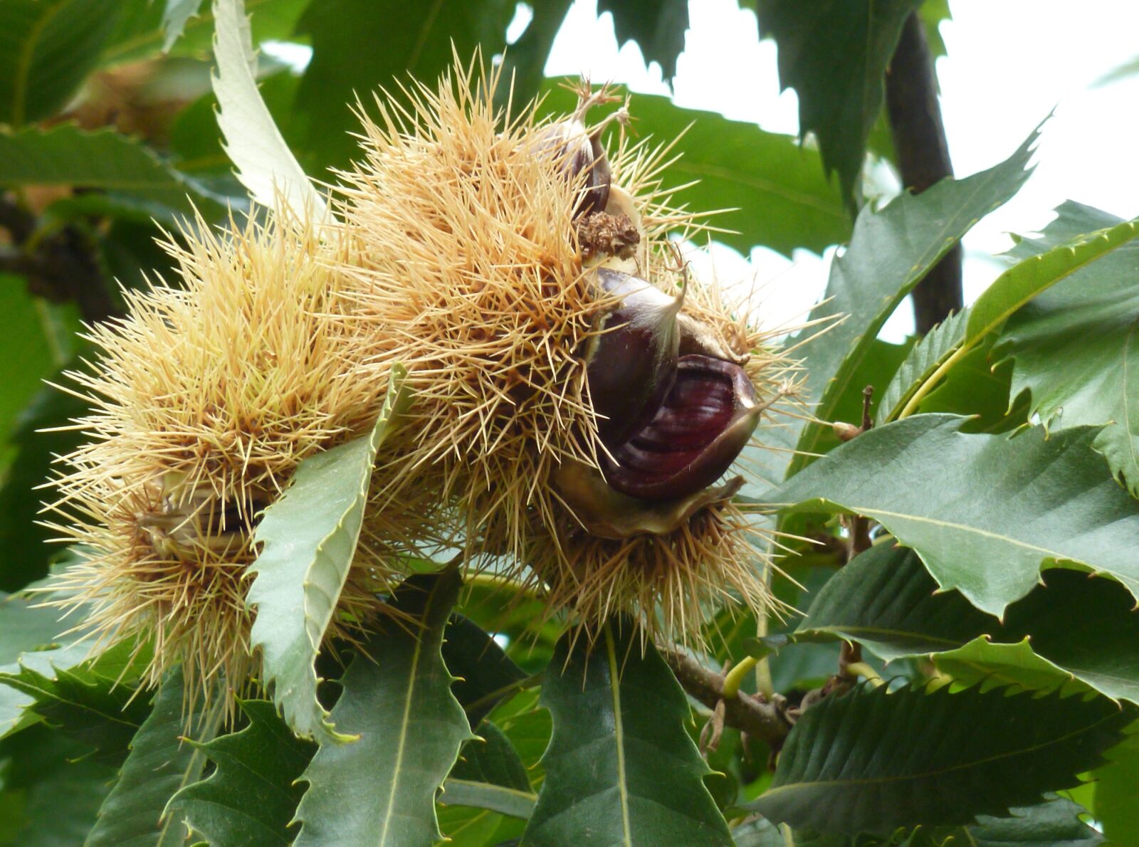 Panasonic DMC-TZ7 sample photo. Chestnut, fruit, maroni photography