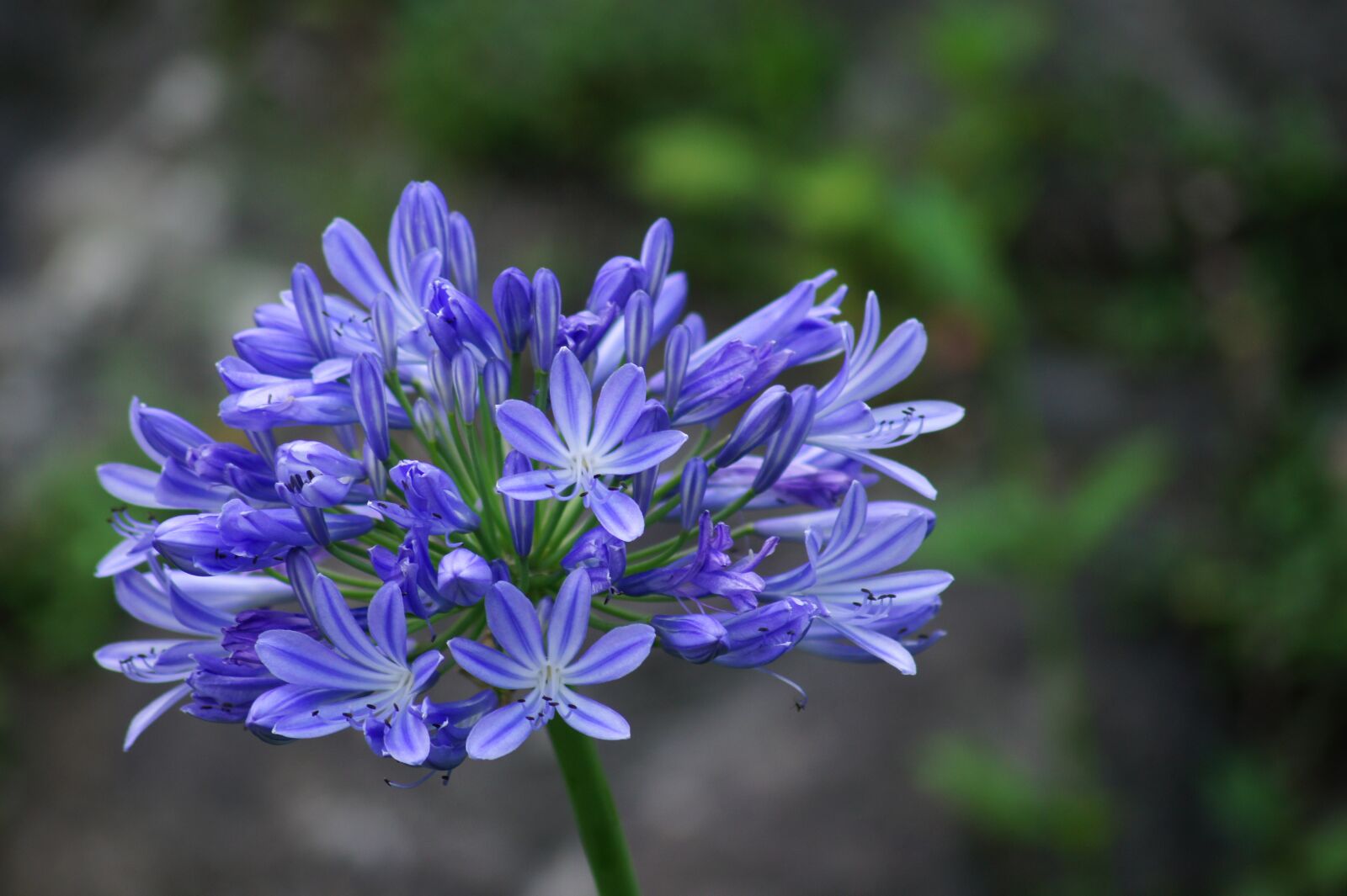 Sony Alpha DSLR-A450 sample photo. Agapanthus, blue, flower photography
