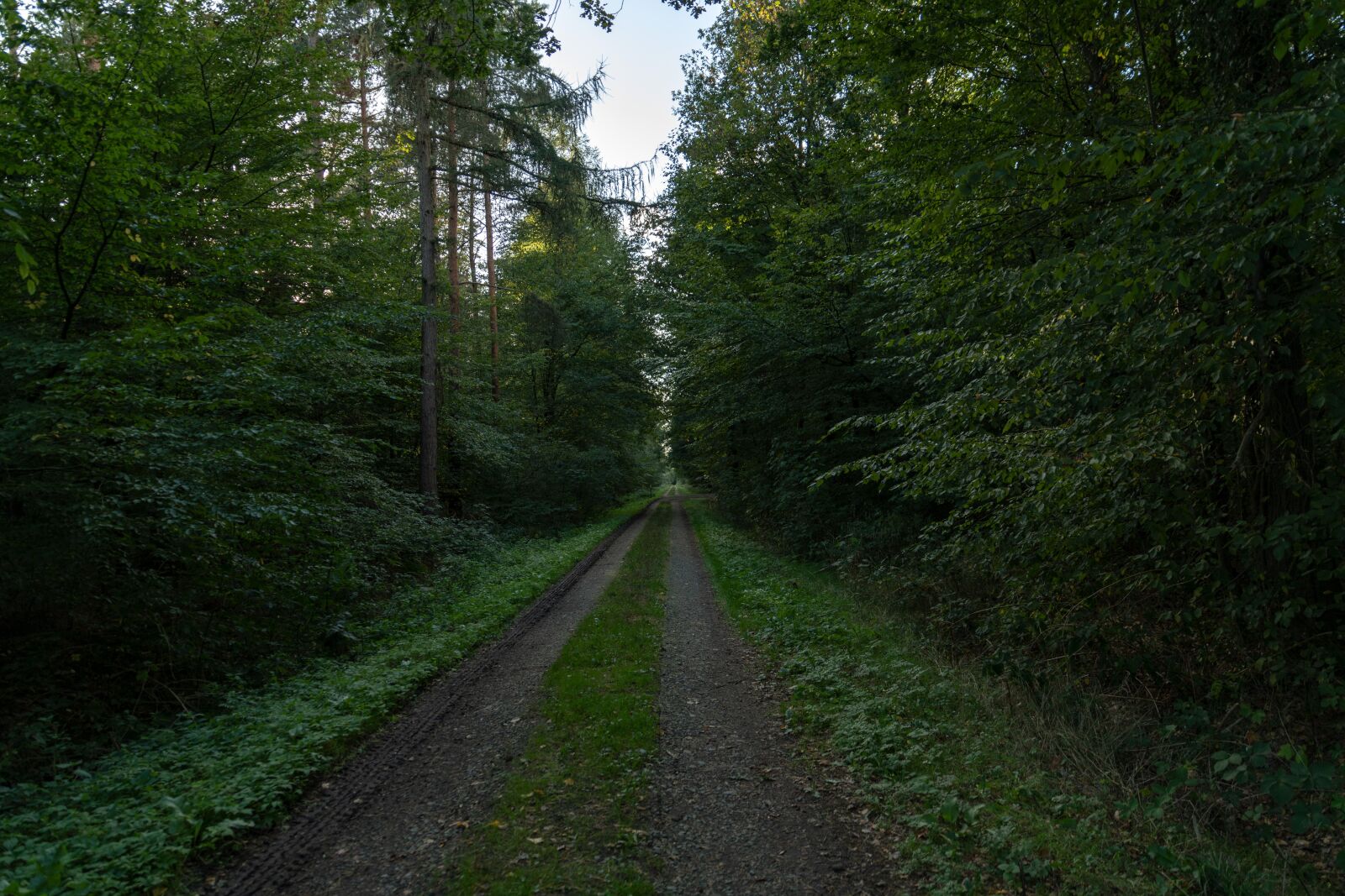 Tamron SP 24-70mm F2.8 Di VC USD sample photo. Forest path, forest, nature photography