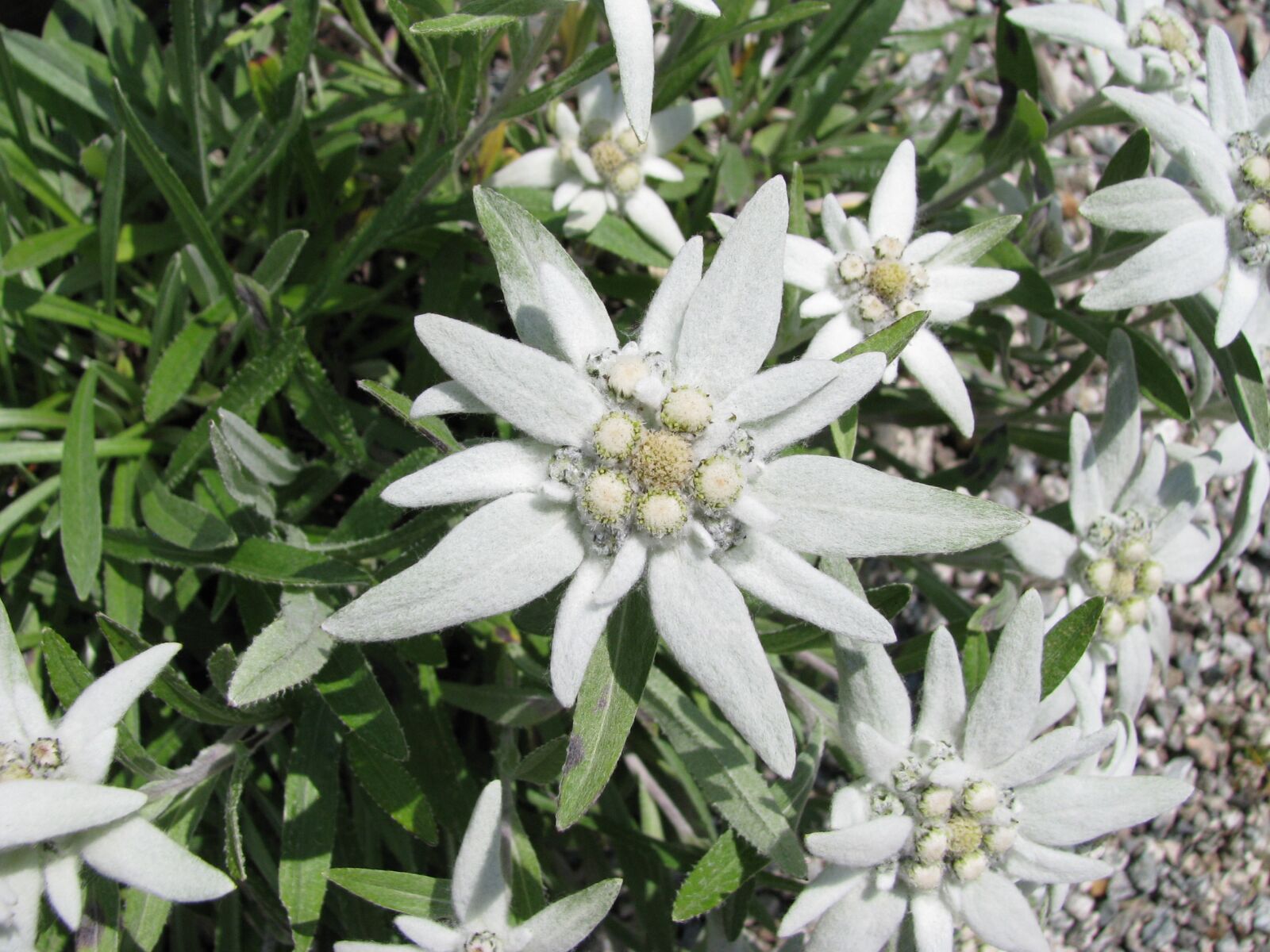 Canon POWERSHOT S5 IS sample photo. Edelweiss, flower, alpine edelweiß photography
