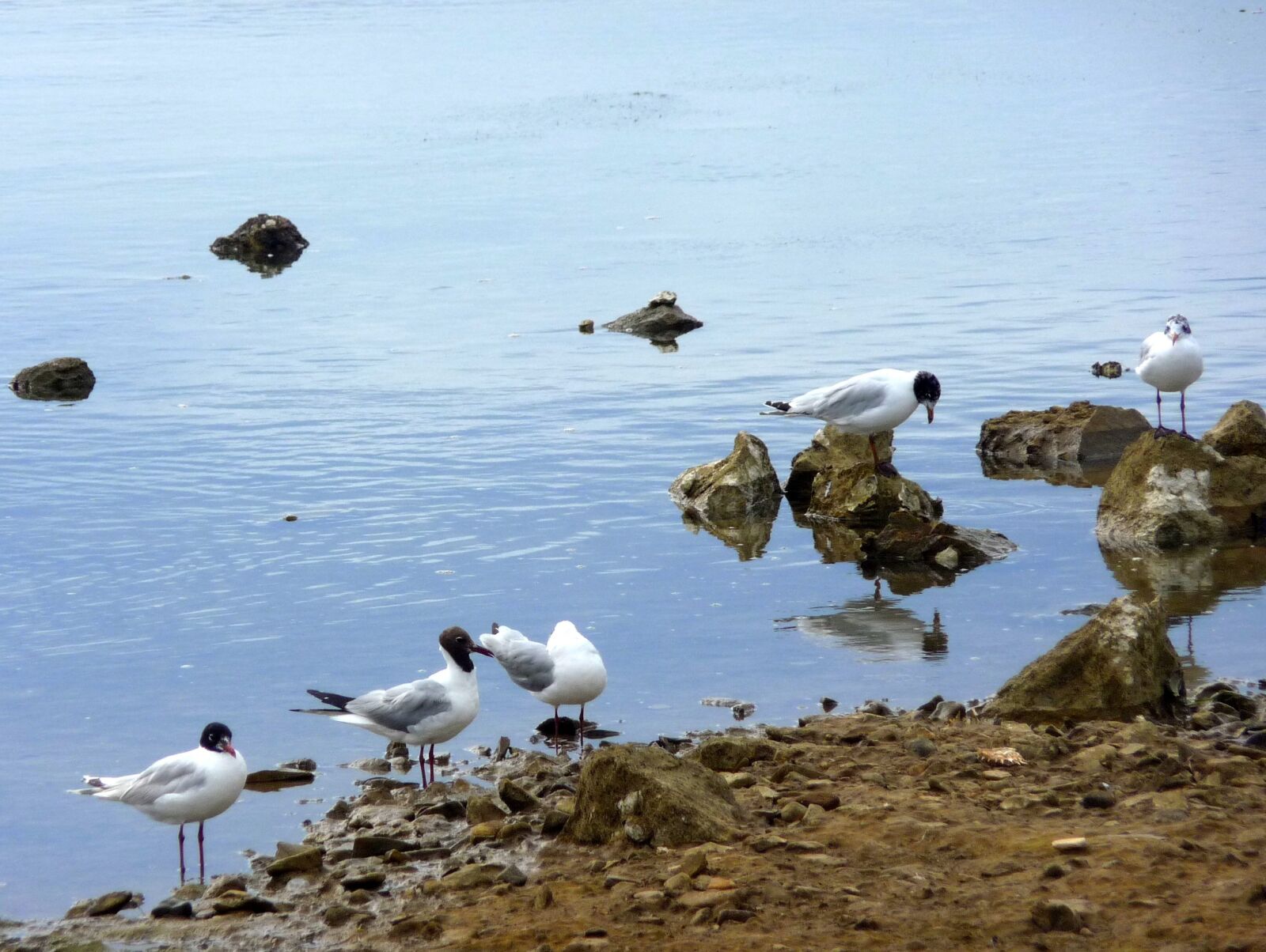 Panasonic Lumix DMC-TZ4 sample photo. Adriatic sea, rocky shore photography