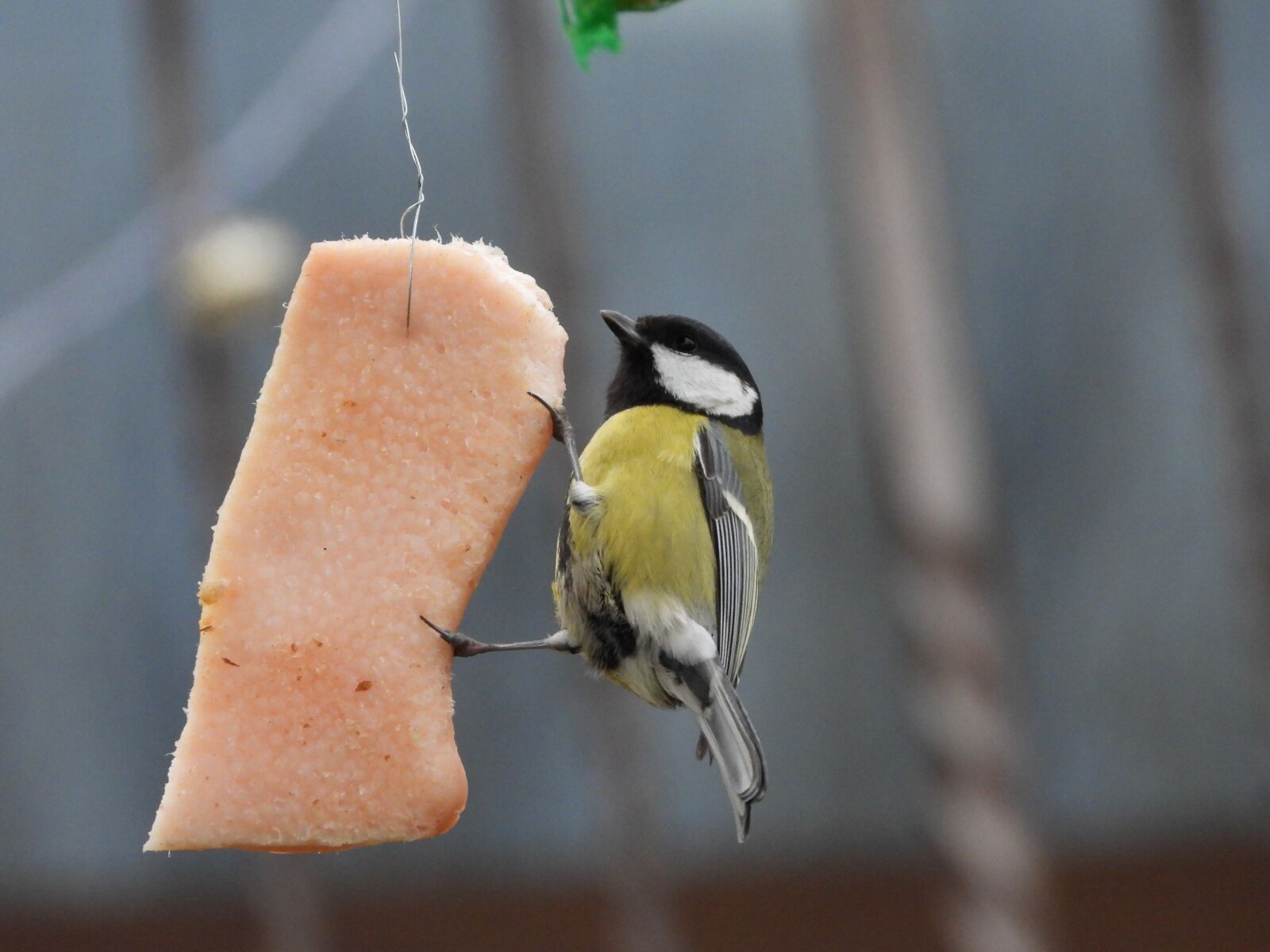 Nikon Coolpix P1000 sample photo. Winter, bird feeding tray photography