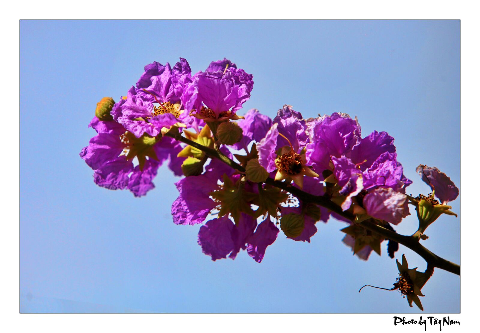 Canon EOS 5D Mark II sample photo. Flower, purple flowers, bang photography