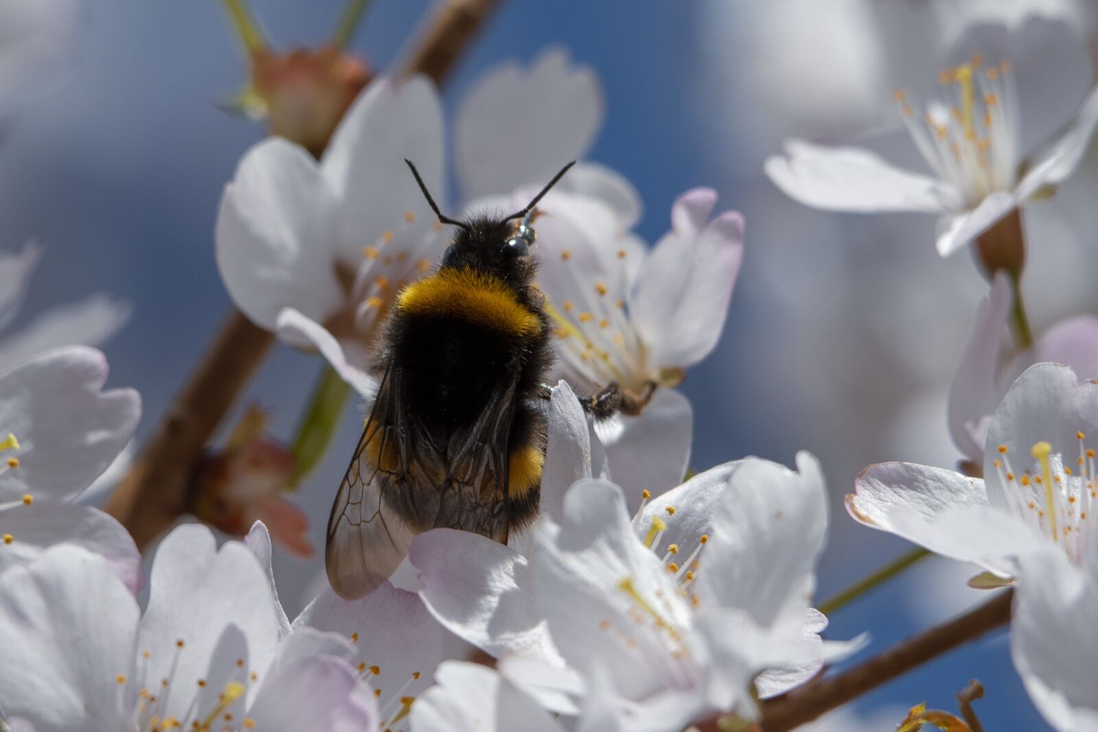 Nikon D500 sample photo. Bee, insect, spring photography