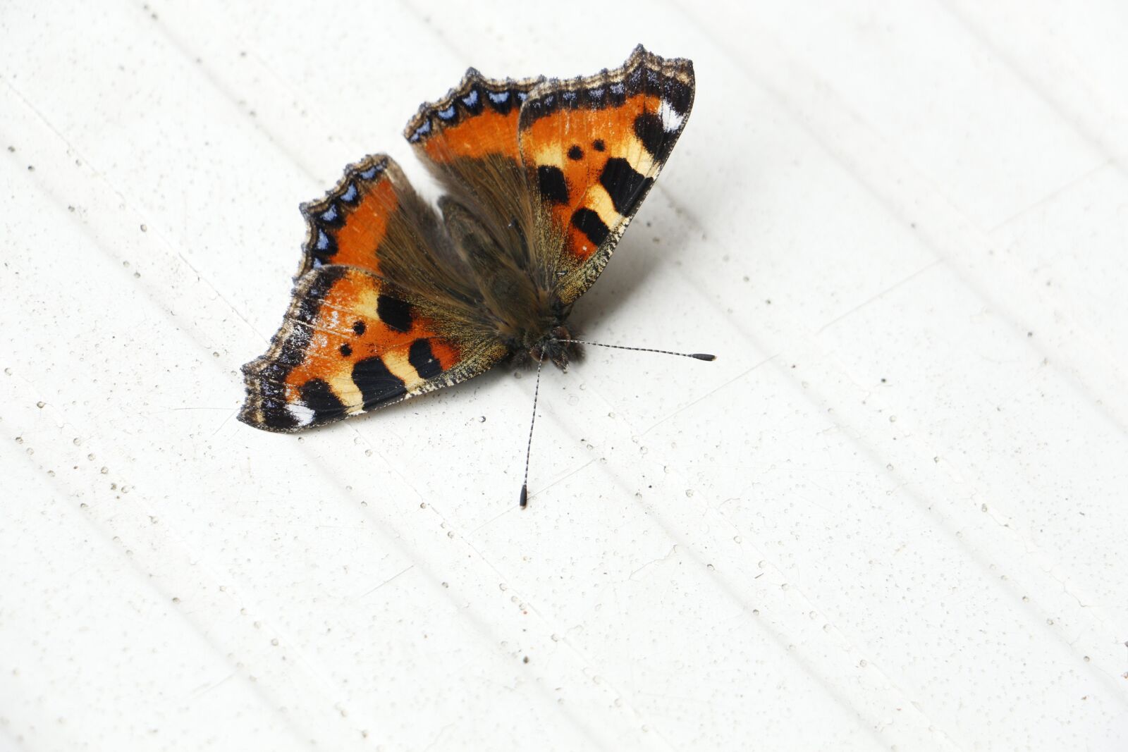 Canon EOS 700D (EOS Rebel T5i / EOS Kiss X7i) sample photo. Butterfly, close up, insect photography
